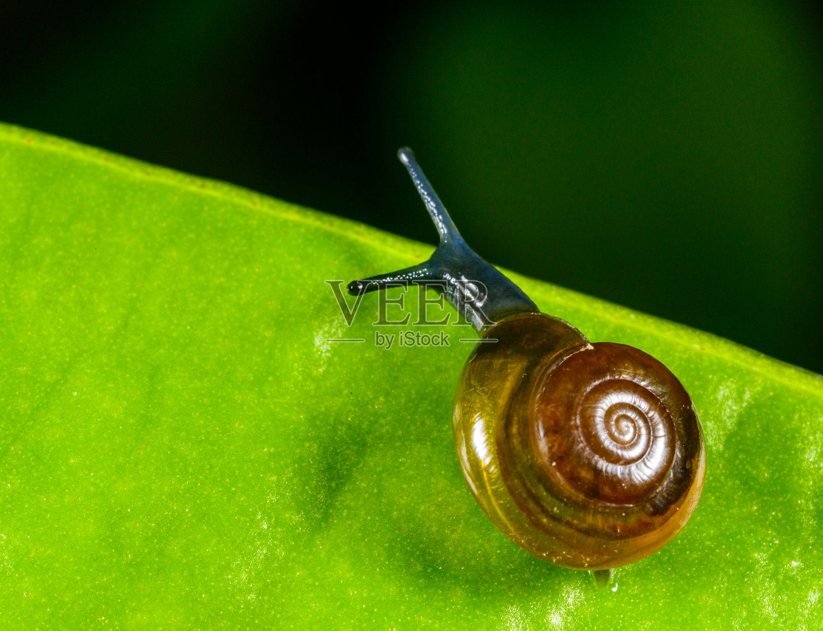 透明黄壳的小软体动物Oxychilus translucidus - Stylommatophora, Zonitidae，栖息在植物的绿叶上照片摄影图片