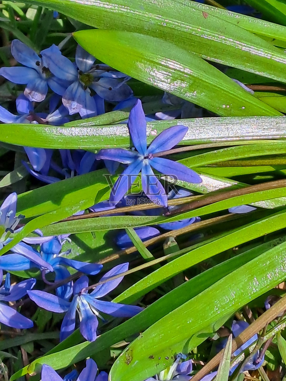 花朵，春天，绿色照片摄影图片
