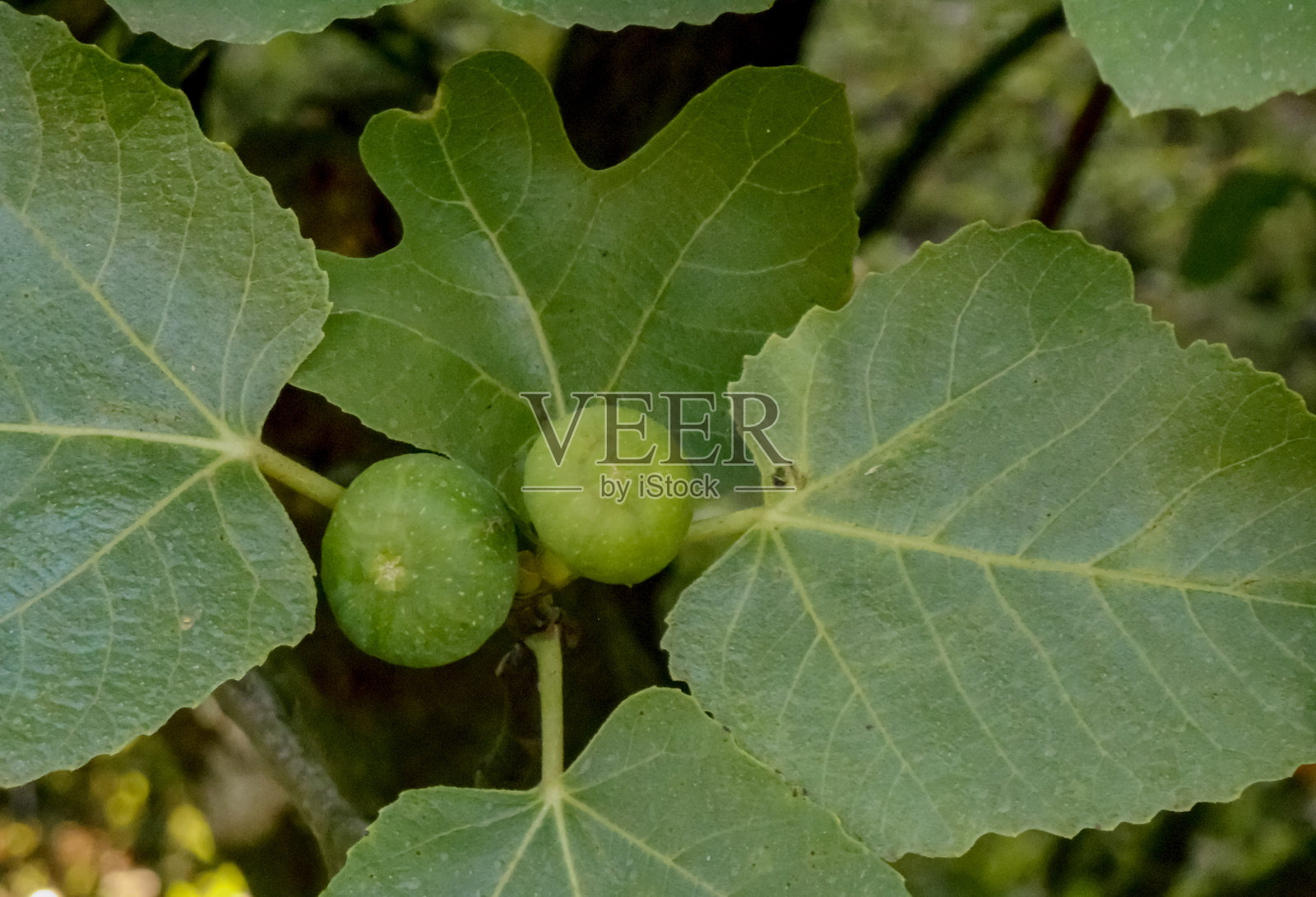 无花果照片摄影图片