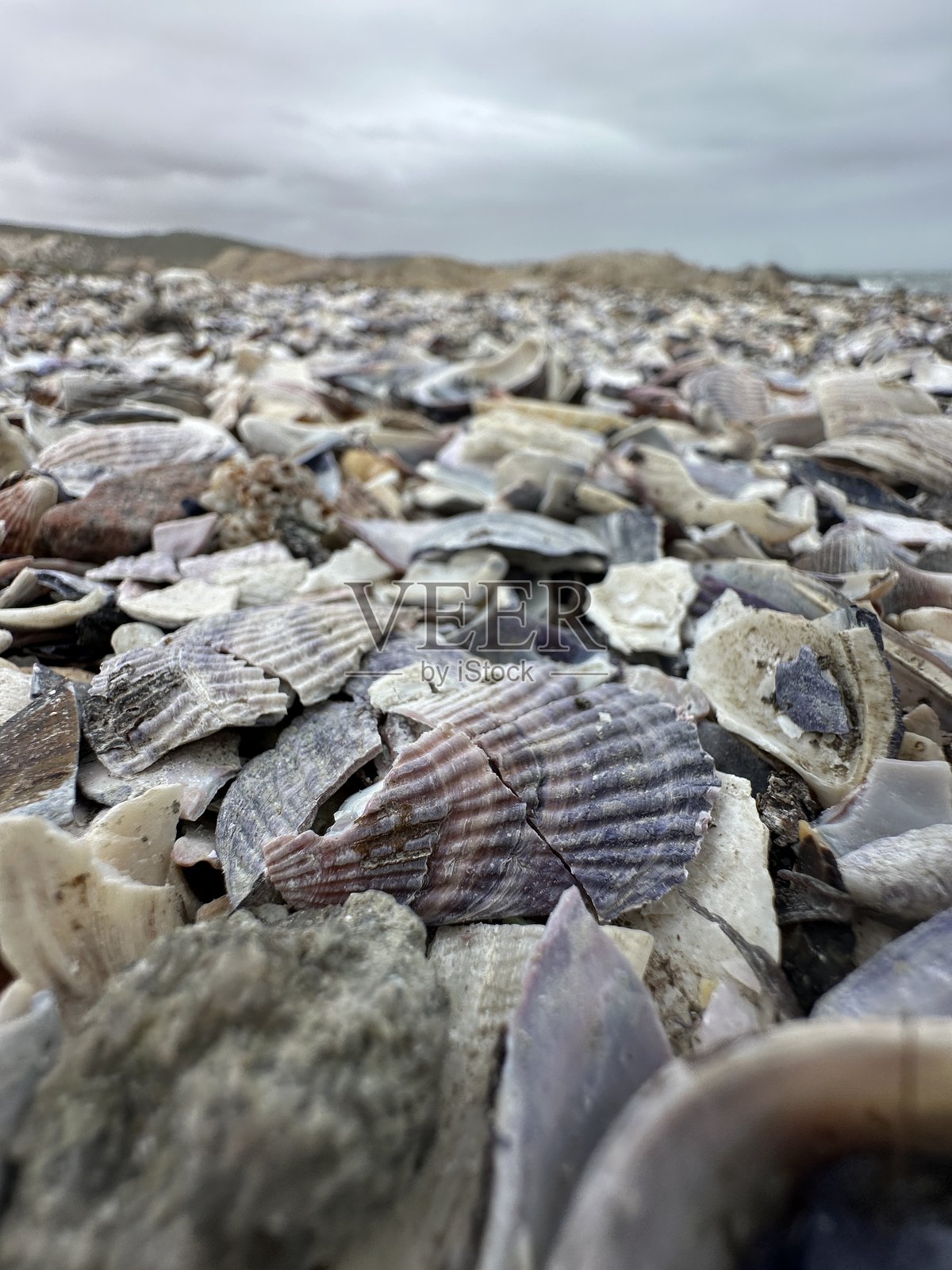 贝壳特写照片摄影图片