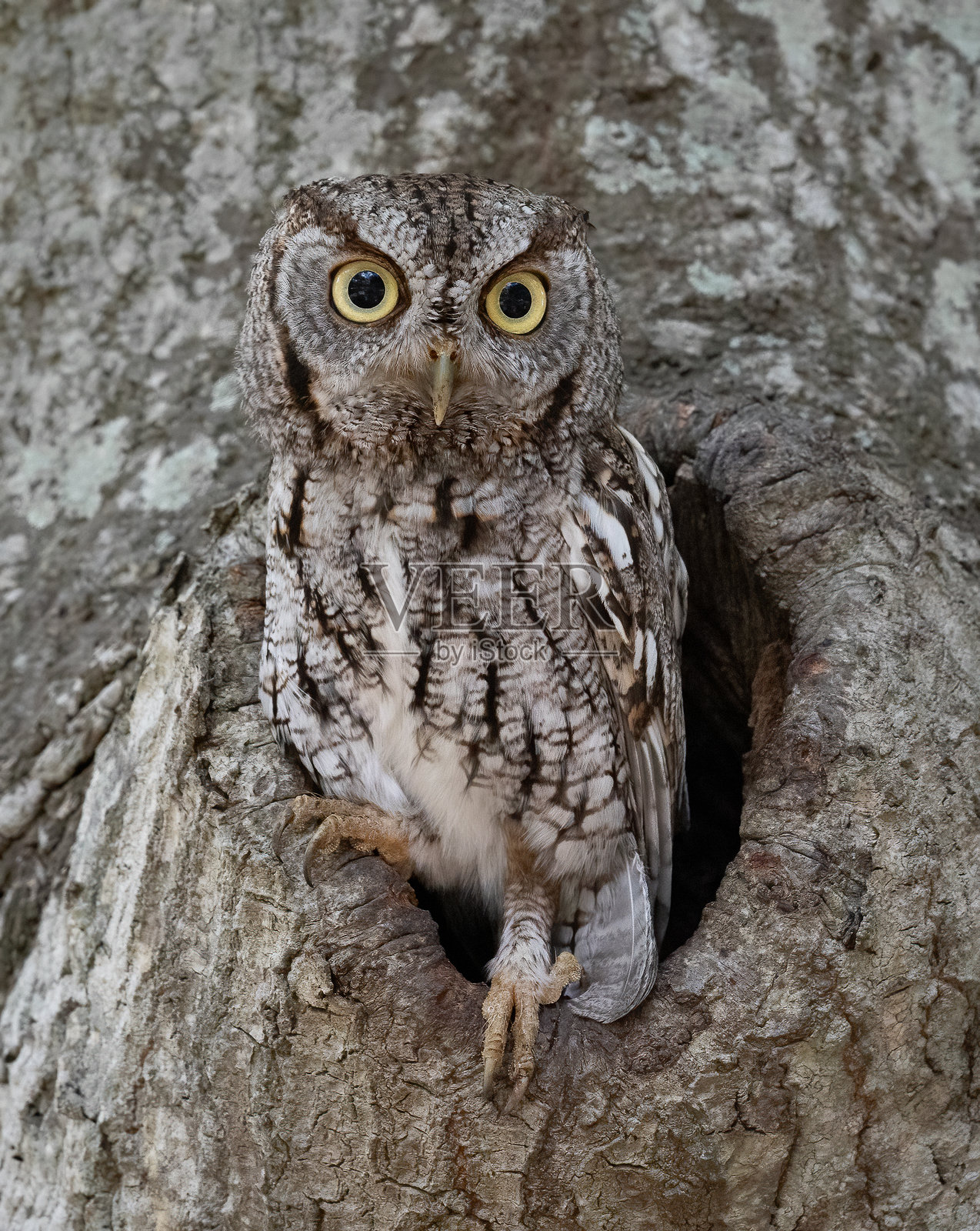 东方鸣鸮照片摄影图片