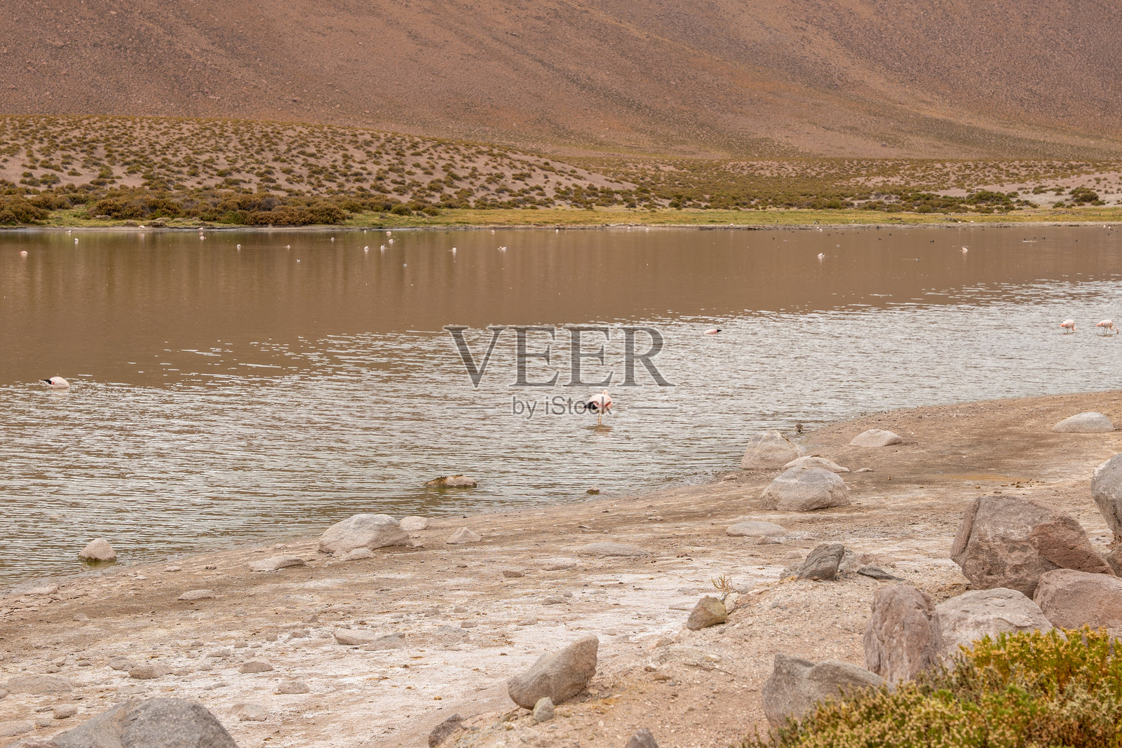 火烈鸟在宁静的山湖中觅食照片摄影图片