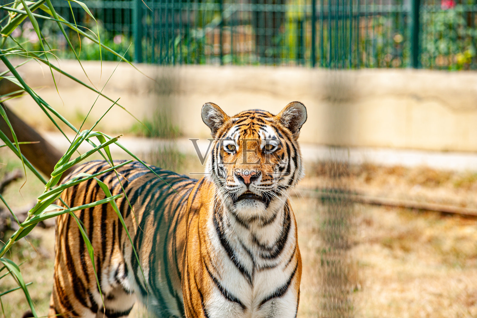 西伯利亚虎专注地凝视着铁栏杆后面照片摄影图片
