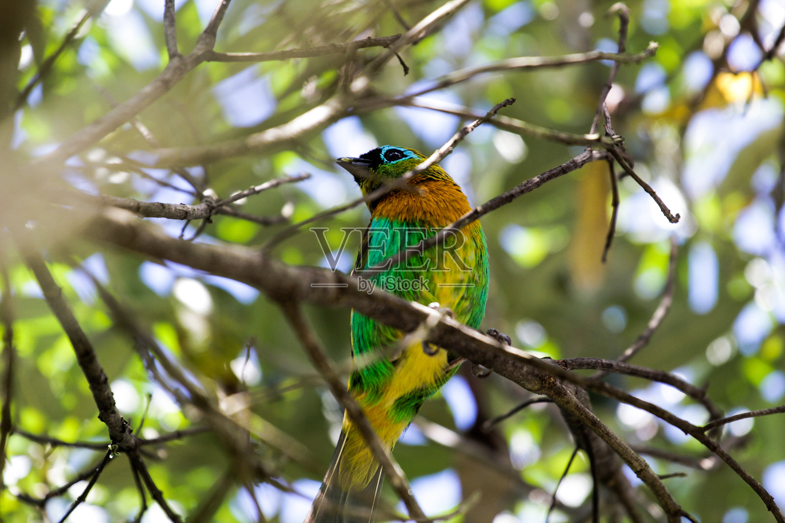 巴西动物群中的鸟类和鸟类照片摄影图片