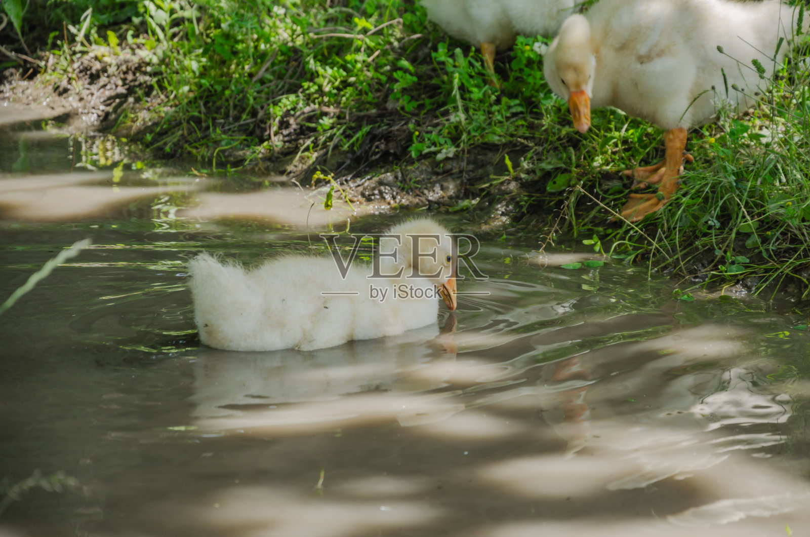 小鹅在溪水中游泳并喝水照片摄影图片