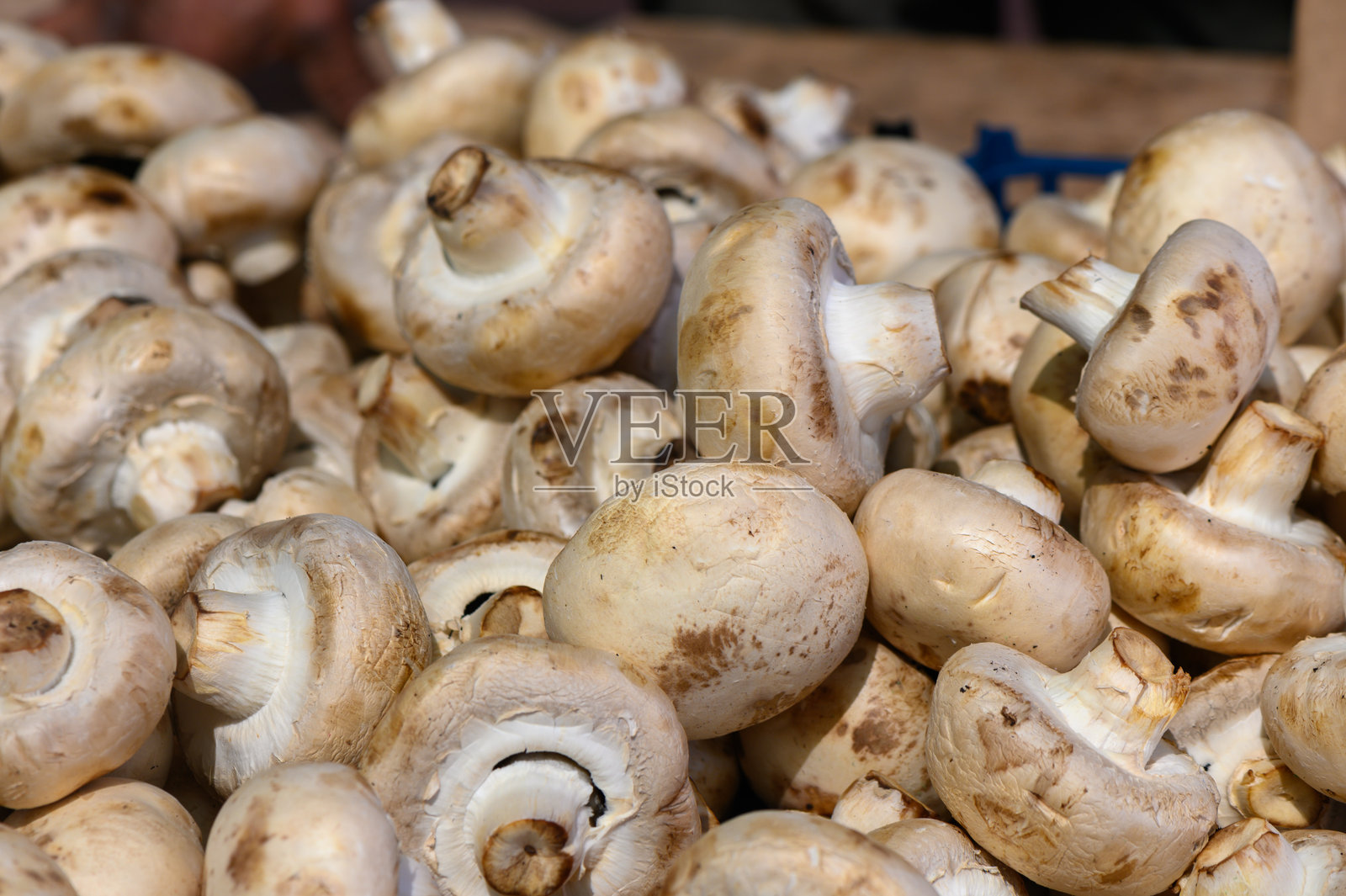 新鲜采摘的白蘑菇整齐地摆放在秋季当地农贸市场的原木桌上照片摄影图片