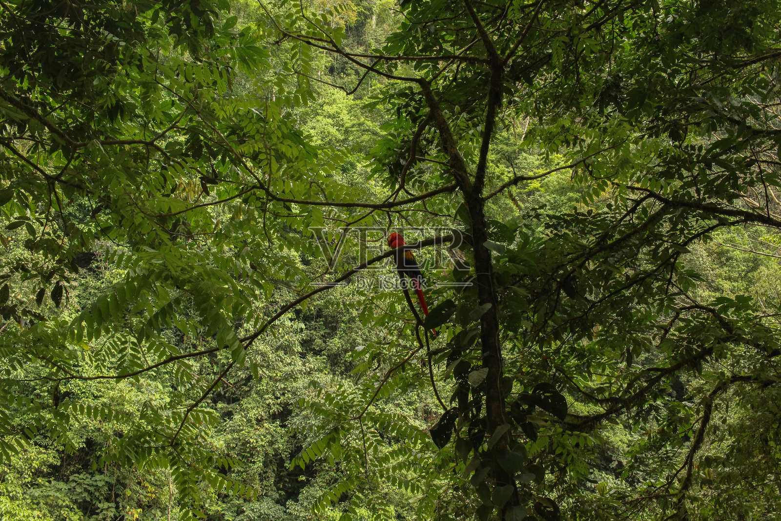 在绿色热带丛林中的金刚鹦鹉照片摄影图片
