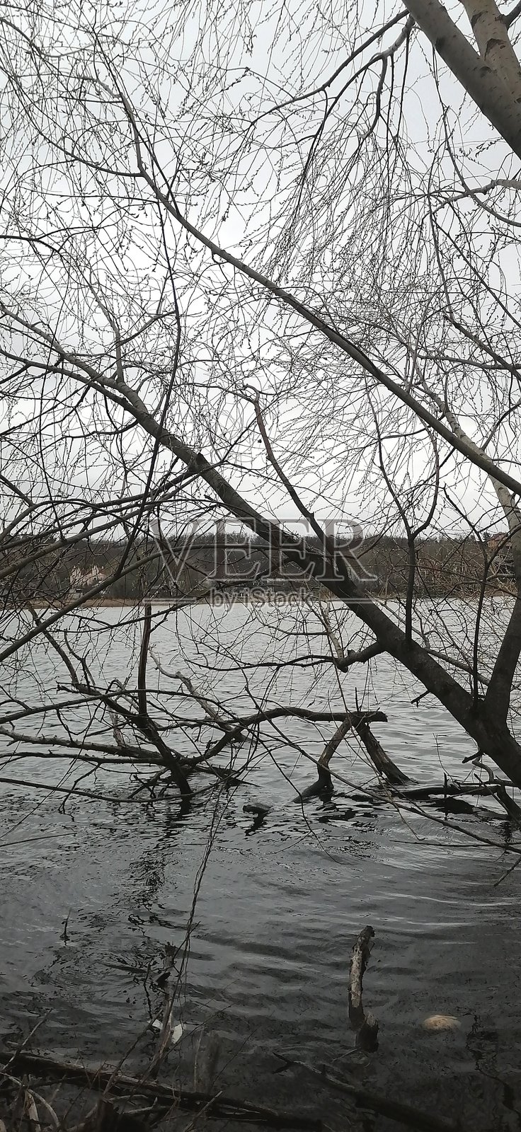 孤独的海岸与沉没的树木照片摄影图片