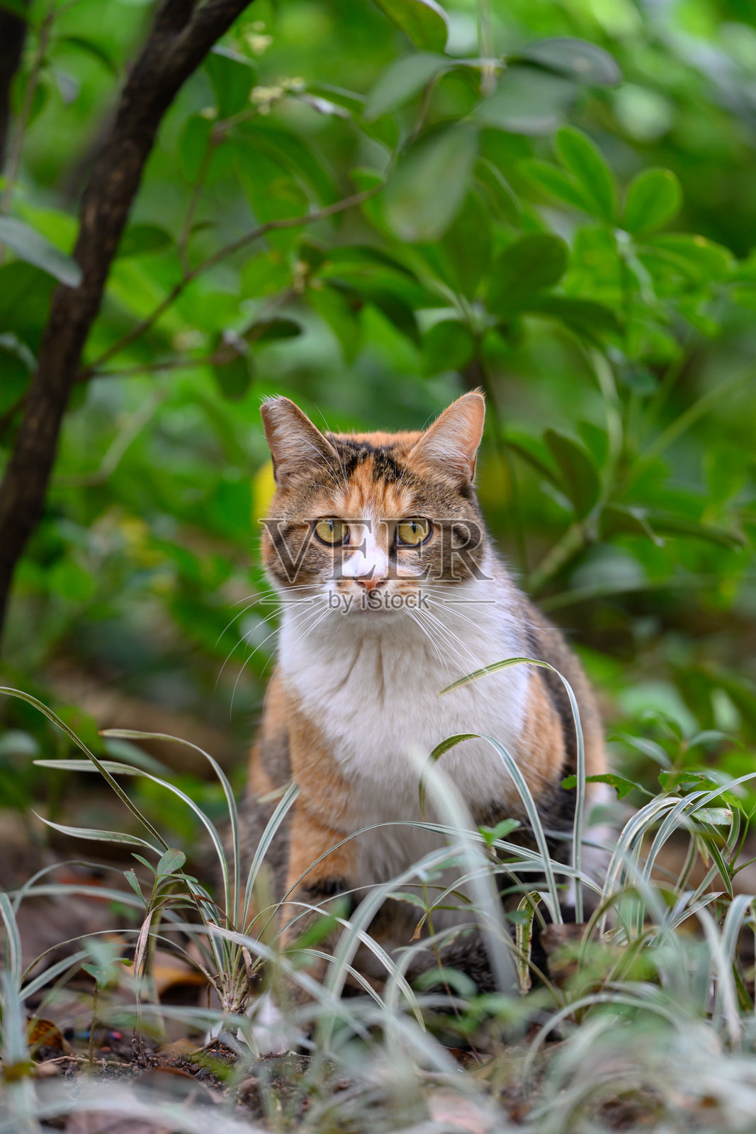 猫坐在草地上照片摄影图片