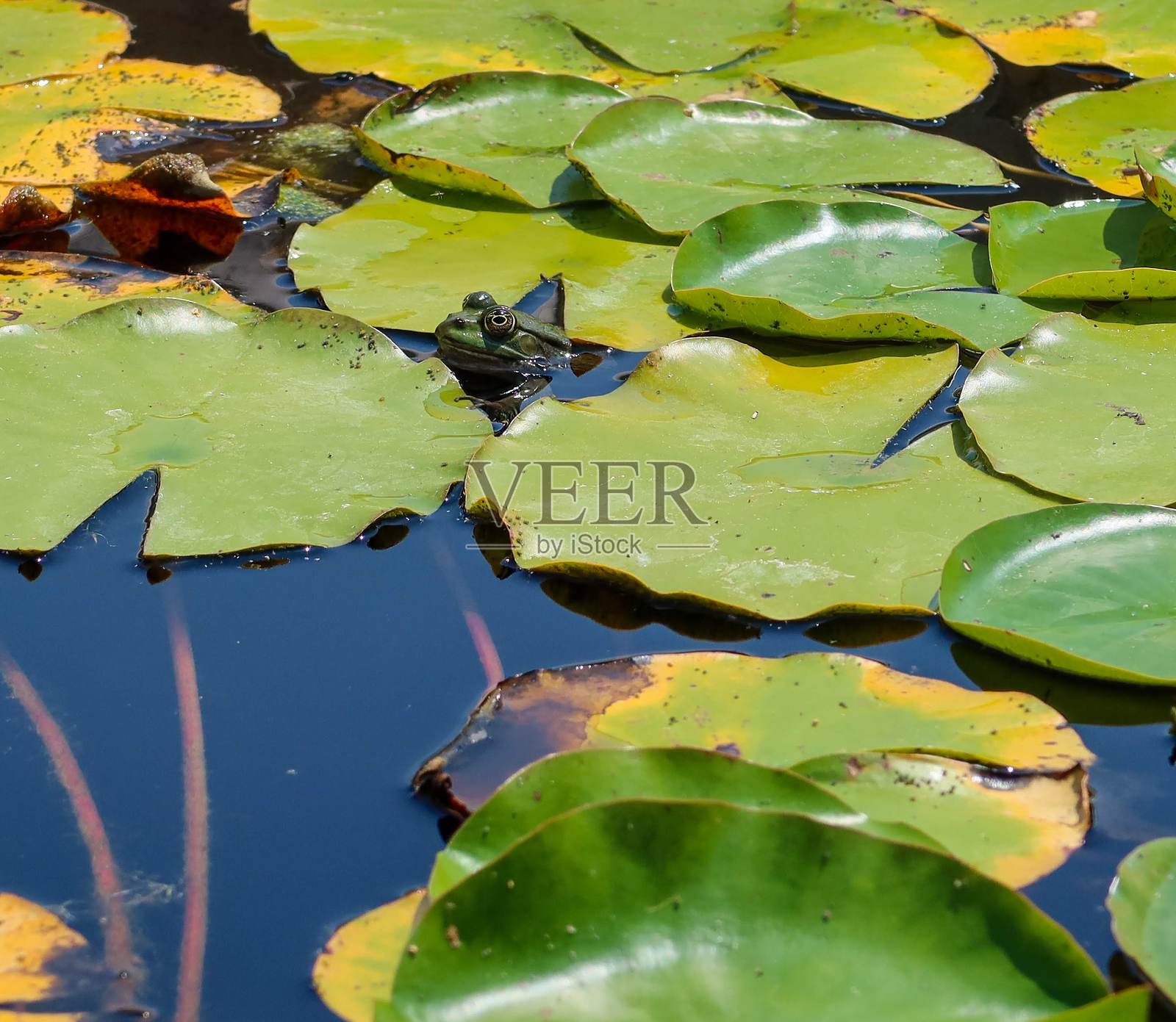 青蛙从睡莲中窥视照片摄影图片