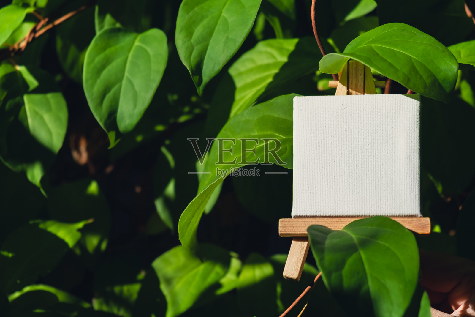 白色空白纸张用于广告，背景为生态友好可持续增长的农场收获场景，绿色的香茅叶子。文本模板的放置位置，农场核心健康农业。照片摄影图片