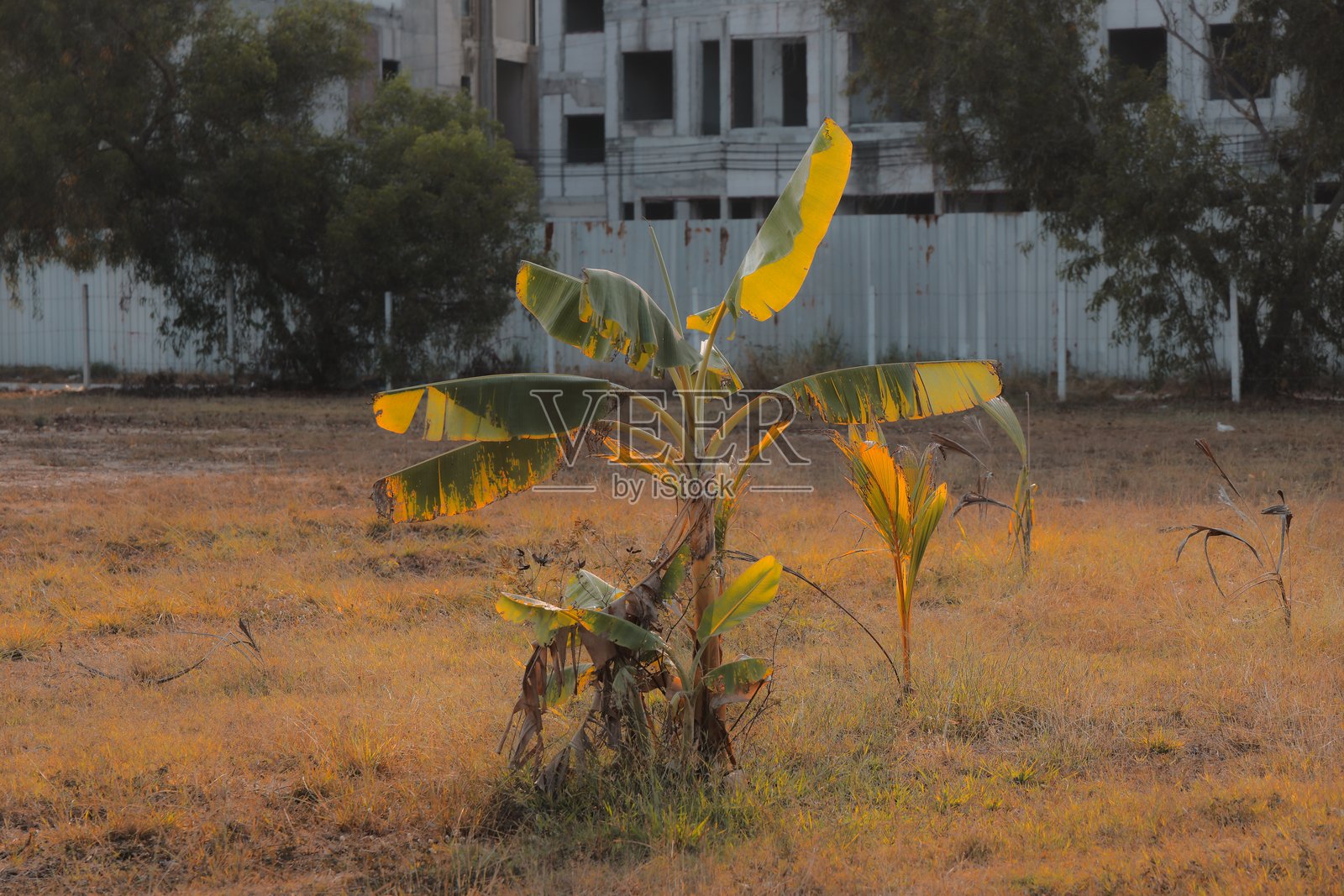 城市发展与繁荣中孤独的香蕉植物照片摄影图片