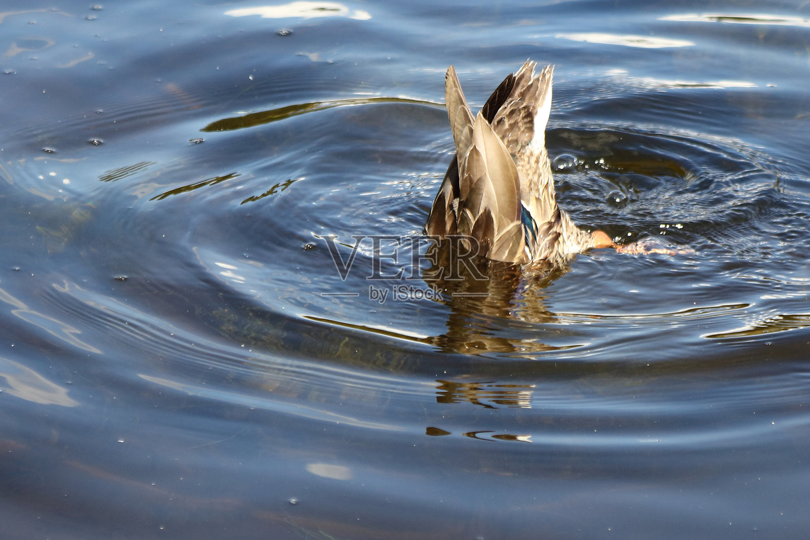 野鸭 / 马尔德鸭 / 鳄嘴鸭照片摄影图片