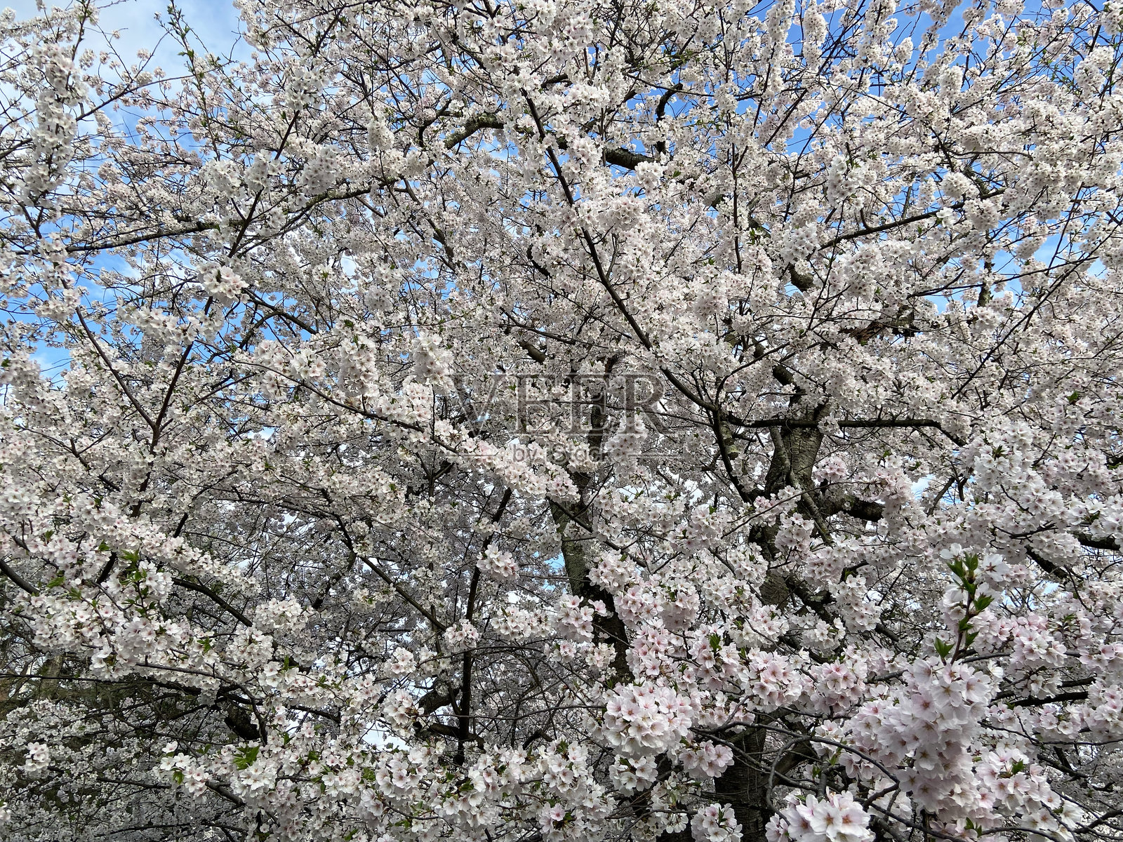 美丽的白色樱花照片摄影图片