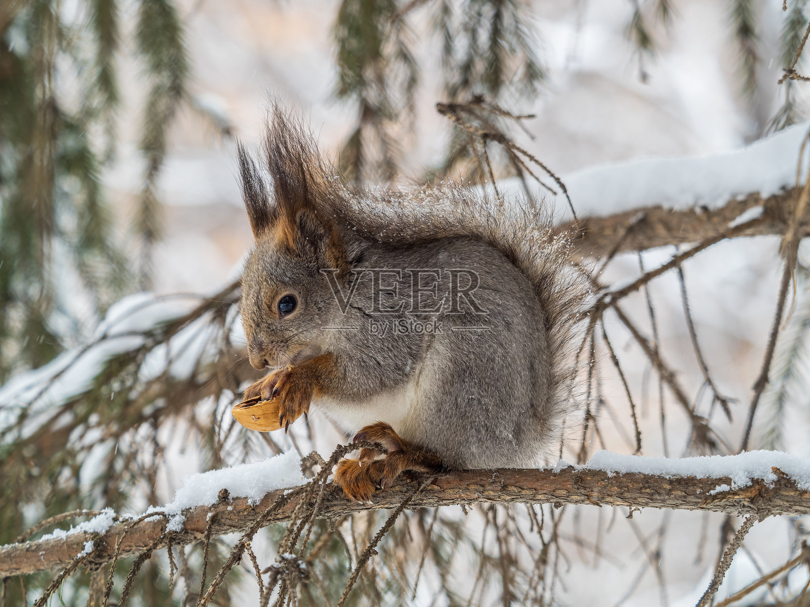 冬天或深秋，松鼠坐在树上，手里拿着坚果。照片摄影图片
