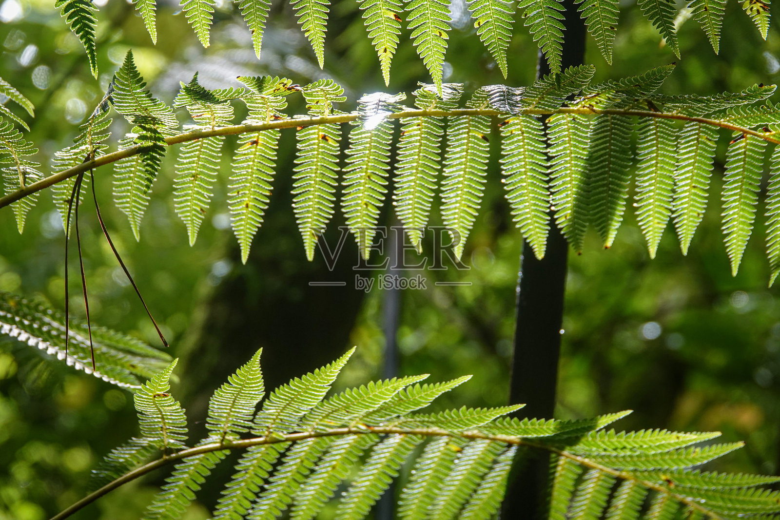蕨类植物的叶子照片摄影图片