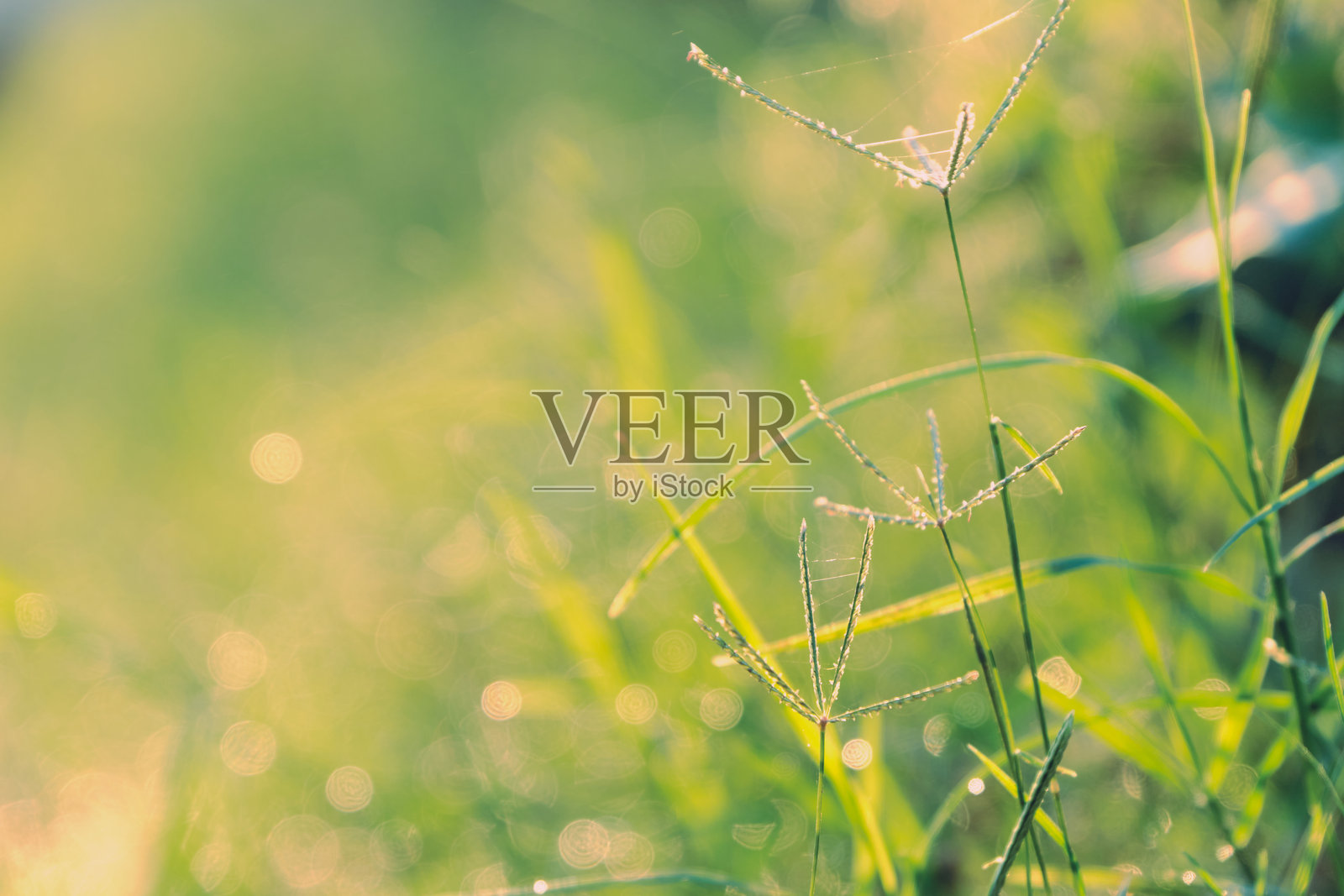 夏日清晨的花田，野生蒲公英在草地上绽放，展现出自然之美与花园的光辉。照片摄影图片