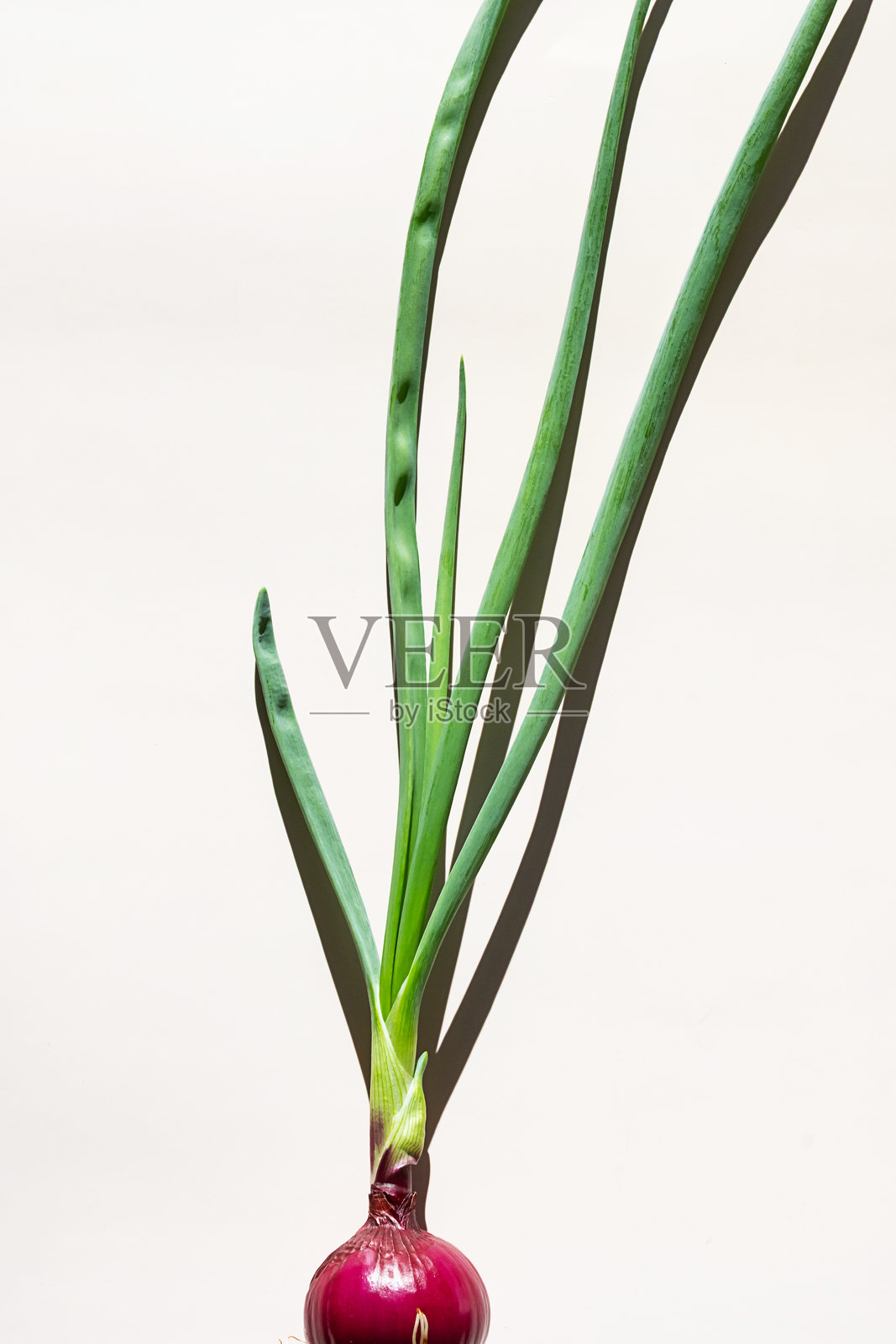 红洋葱芽生长的新鲜葱在米色背景上。适合食品博客和营养设计的烹饪原料。照片摄影图片