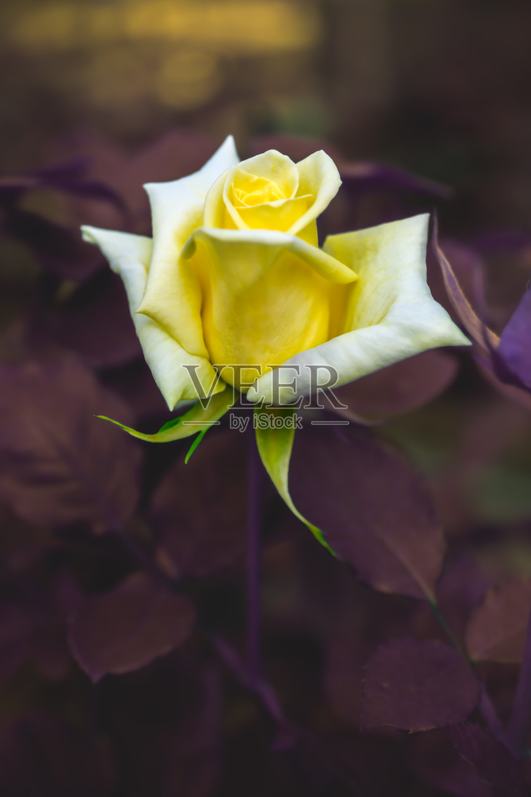 花卉系列：情人节的黄色玫瑰照片摄影图片