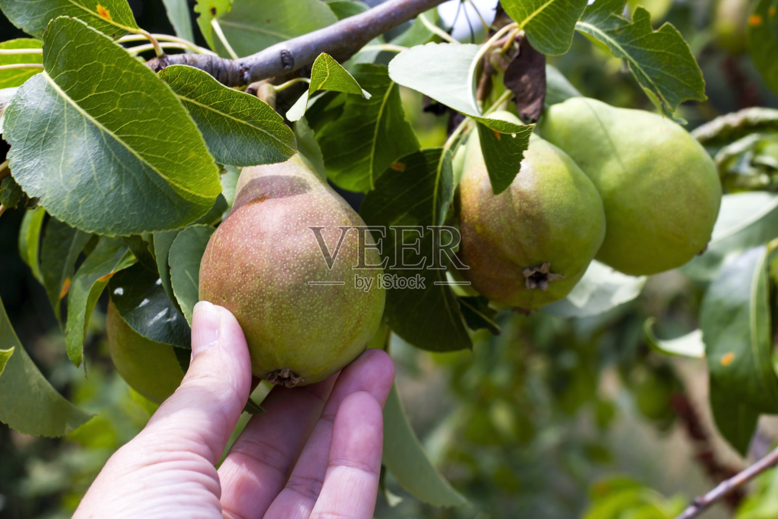 一只手在检查梨子照片摄影图片