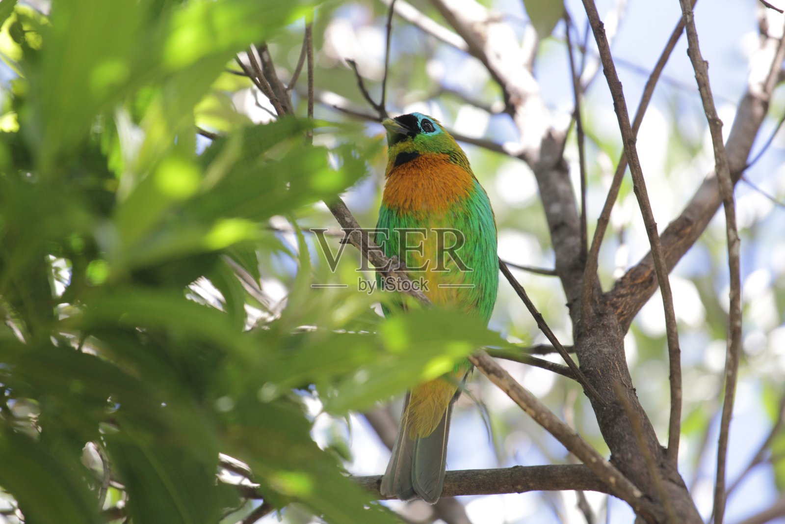 巴西动物群中的鸟类和鸟类照片摄影图片