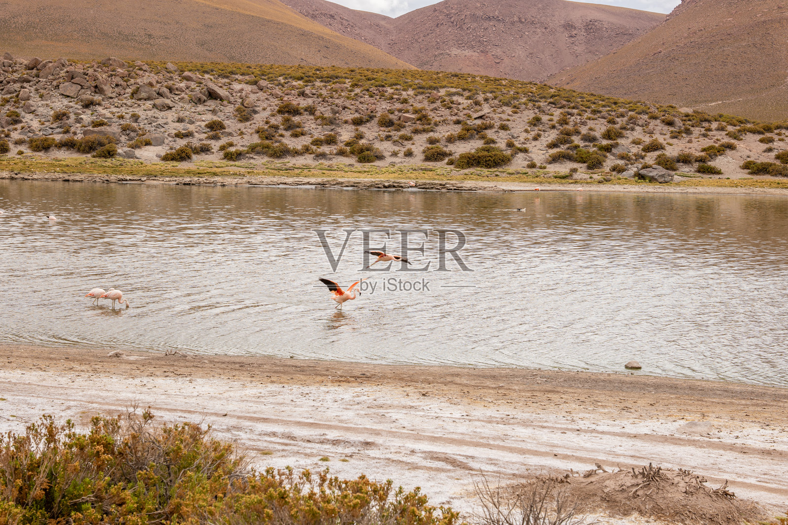 在偏远山湖中嬉戏的火烈鸟照片摄影图片