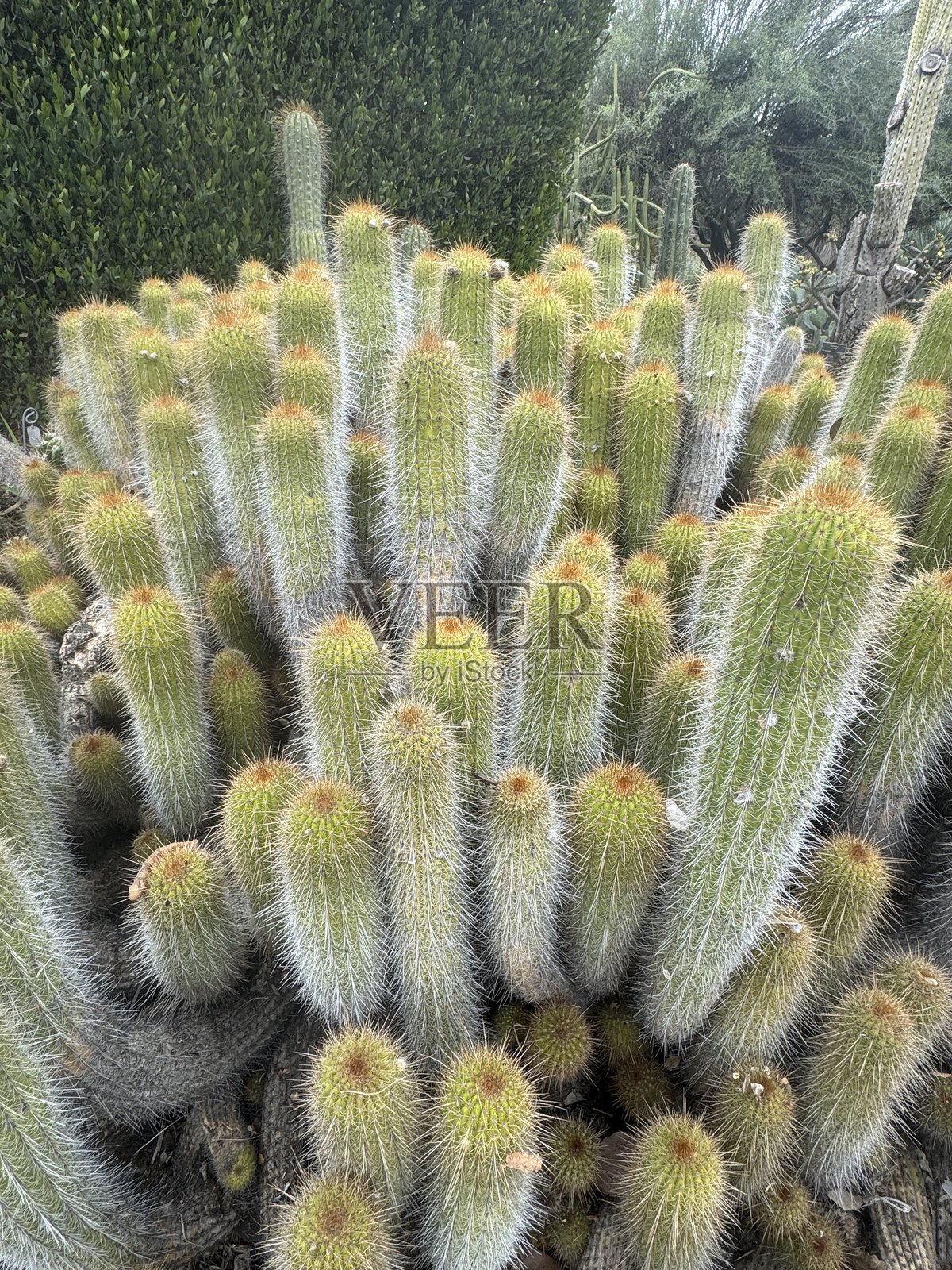 仙人掌照片摄影图片