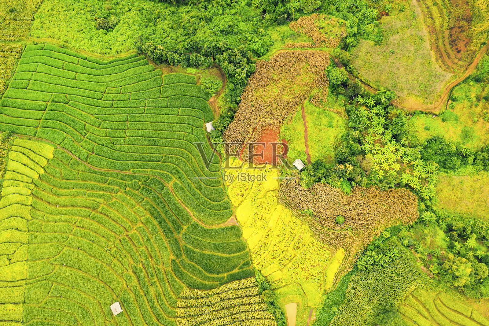 泰国最美的稻田梯田照片摄影图片