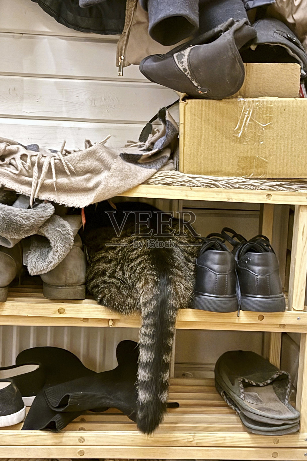 灰色的猫坐在鞋架上，鞋子之间的架子上。照片摄影图片