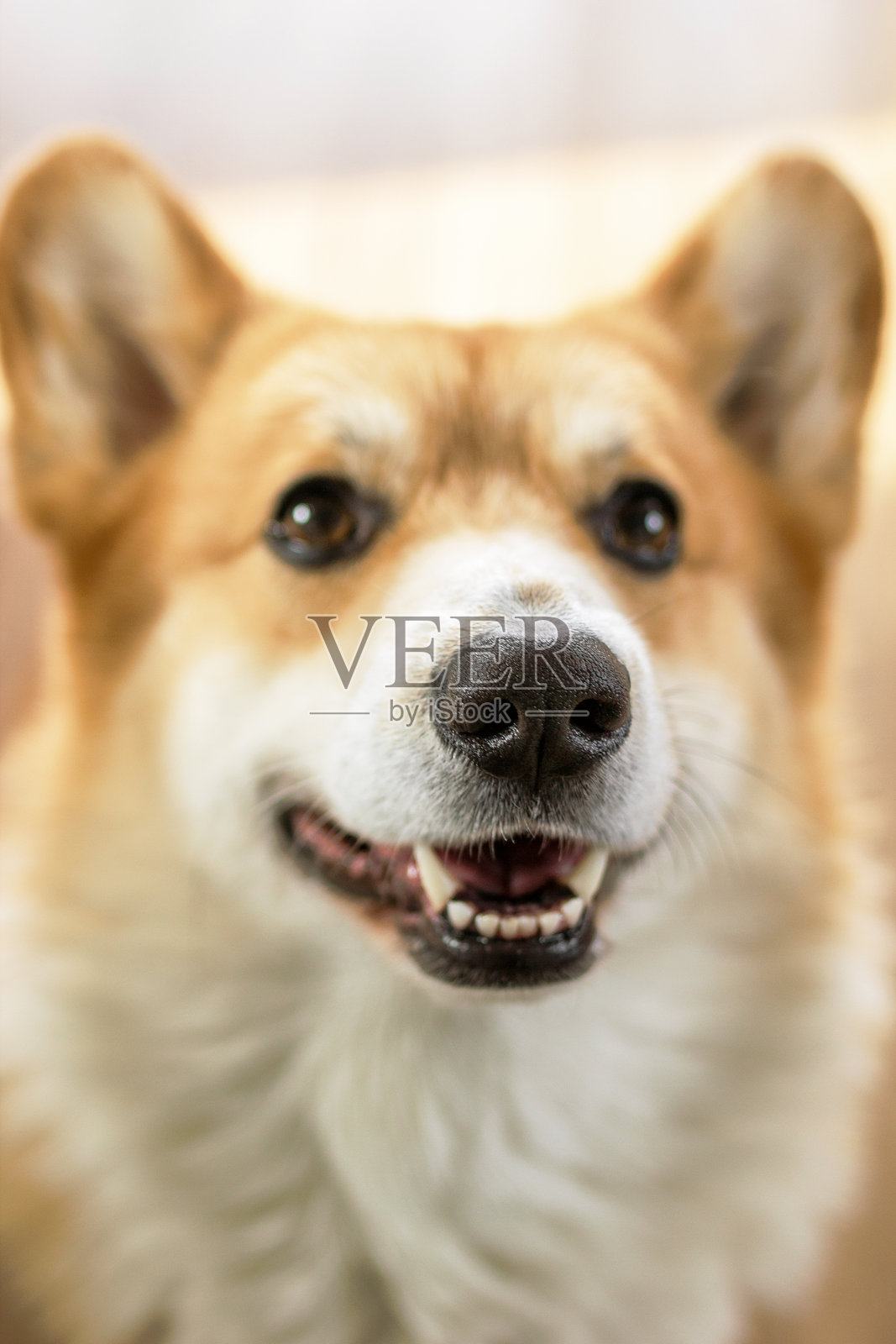 快乐而活泼的柯基犬，表情顽皮且充满喜悦。非常适合宠物主题项目。照片摄影图片