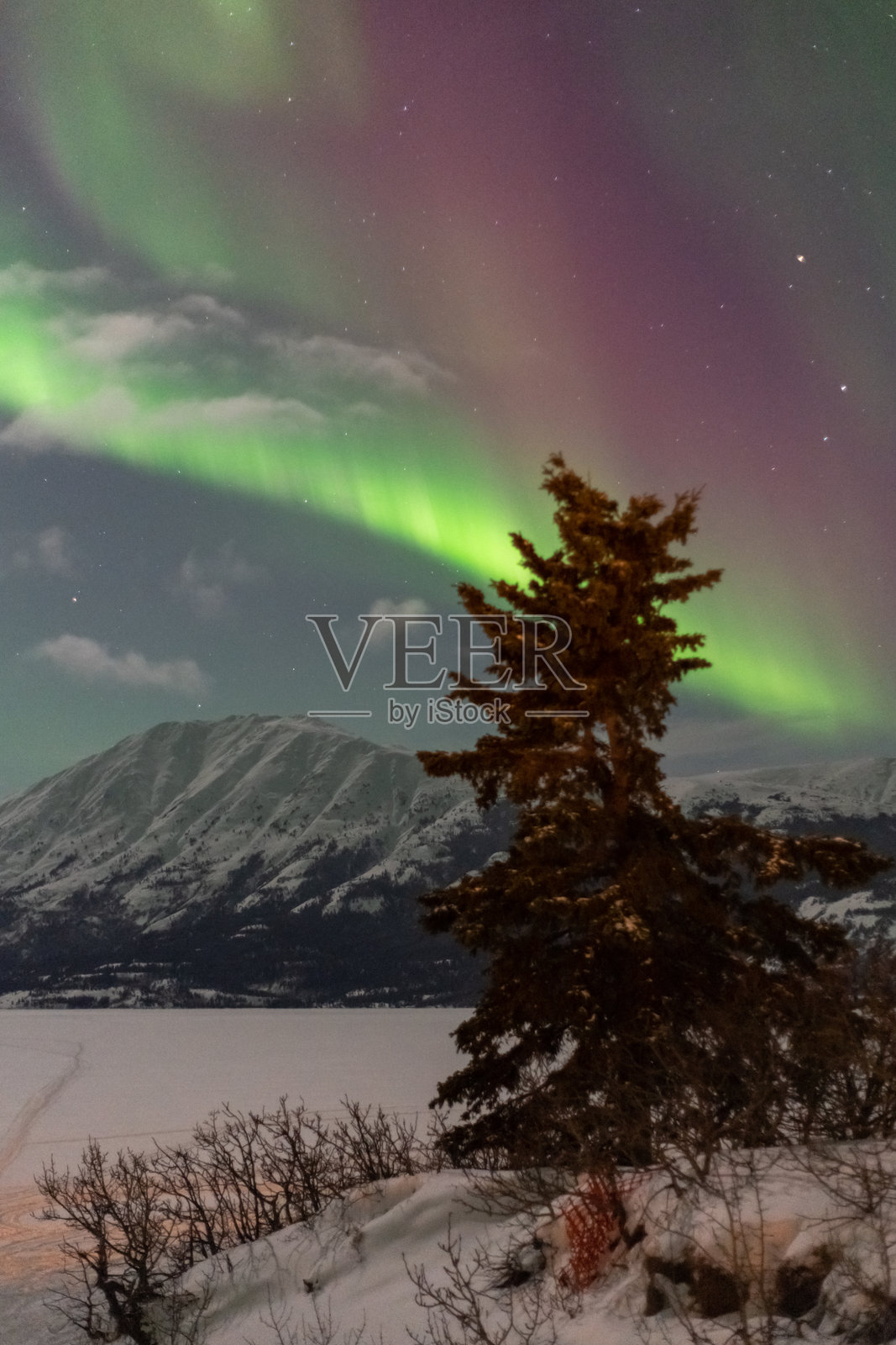 在加拿大育空地区的怀特霍斯外看到的北极光。可见紫色、绿色和粉色的光带。照片摄影图片