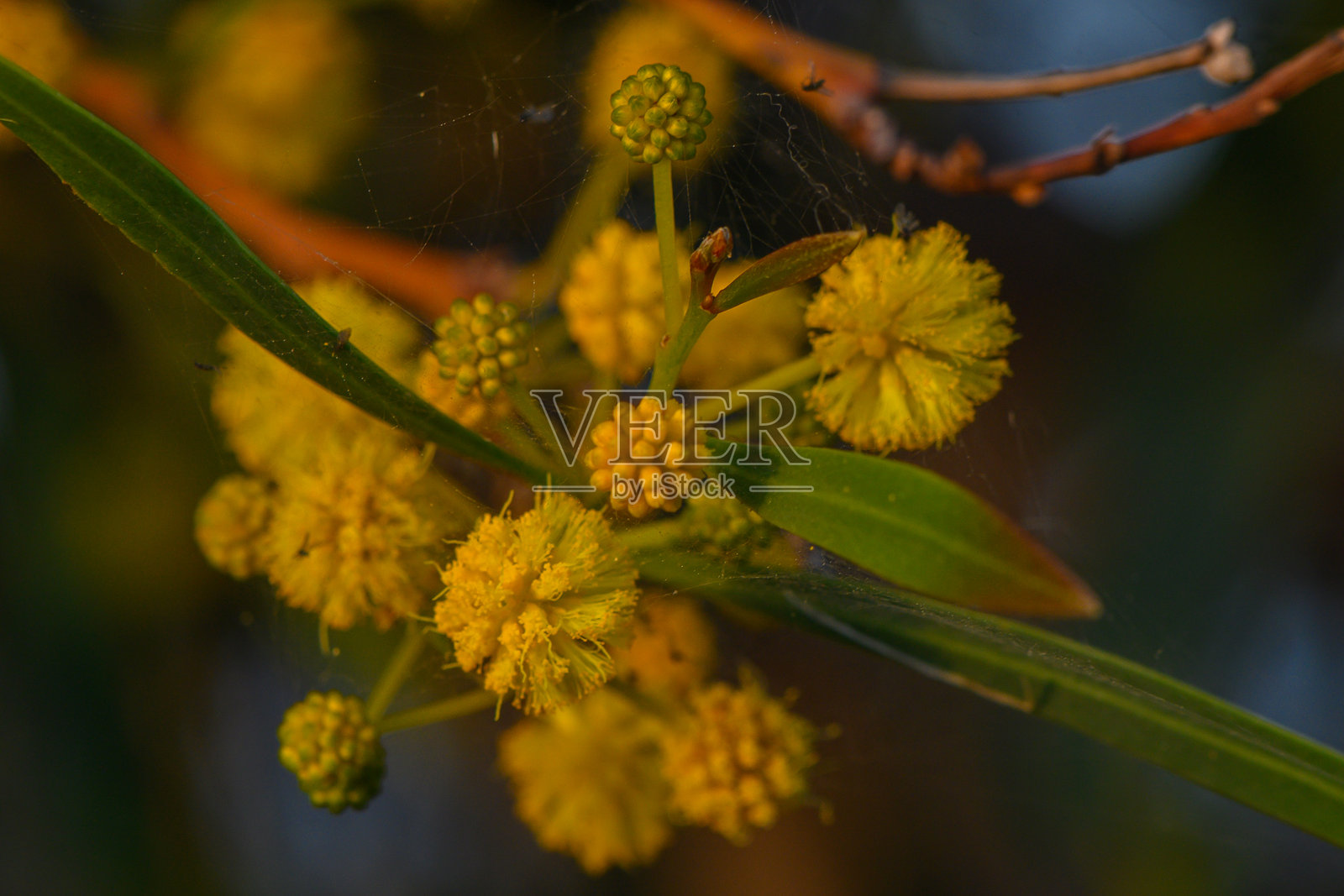 明亮的黄色花朵为宁静的自然黄昏增添了生机。照片摄影图片