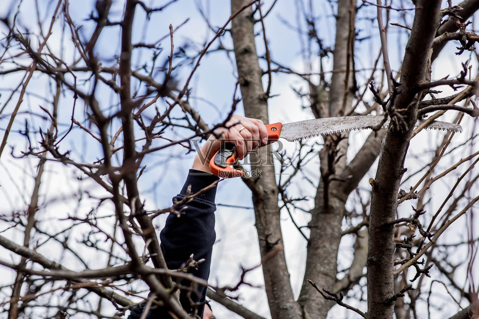 用园艺锯修剪果树的树枝。一个男人手中的手锯。特写树木锯切，树木维护。园艺。为夏季准备花园。照片摄影图片