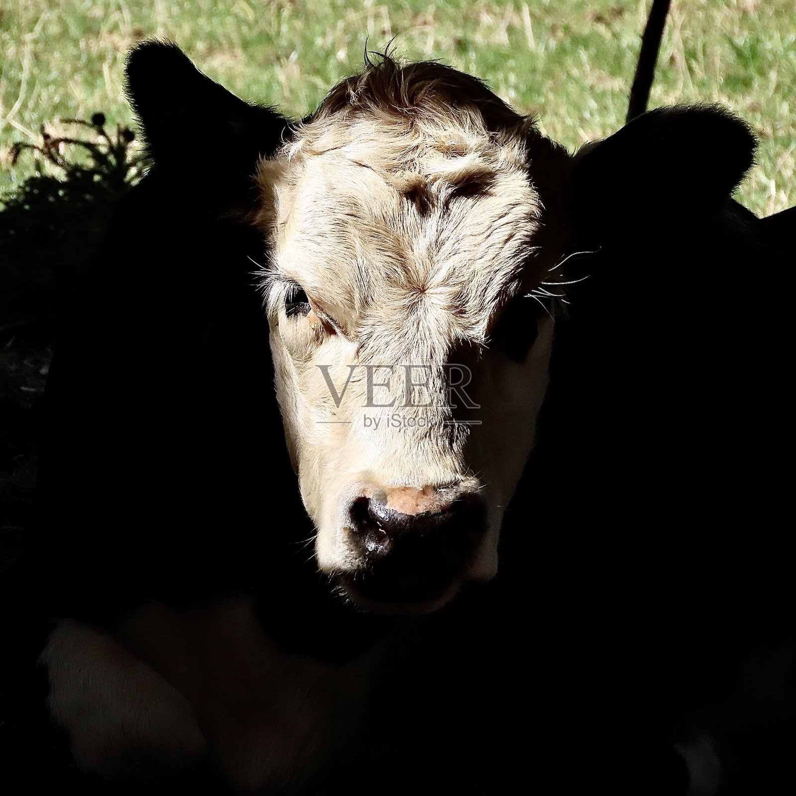 奥克兰康沃尔公园的一只黑白色奶牛肖像照片照片摄影图片