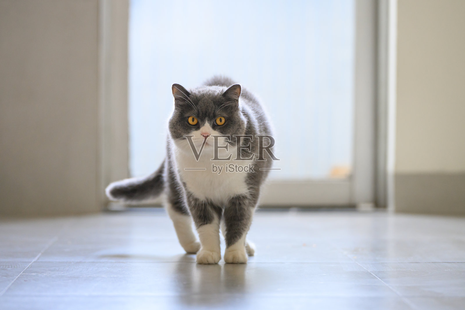 室内拍摄的英国短毛猫照片摄影图片