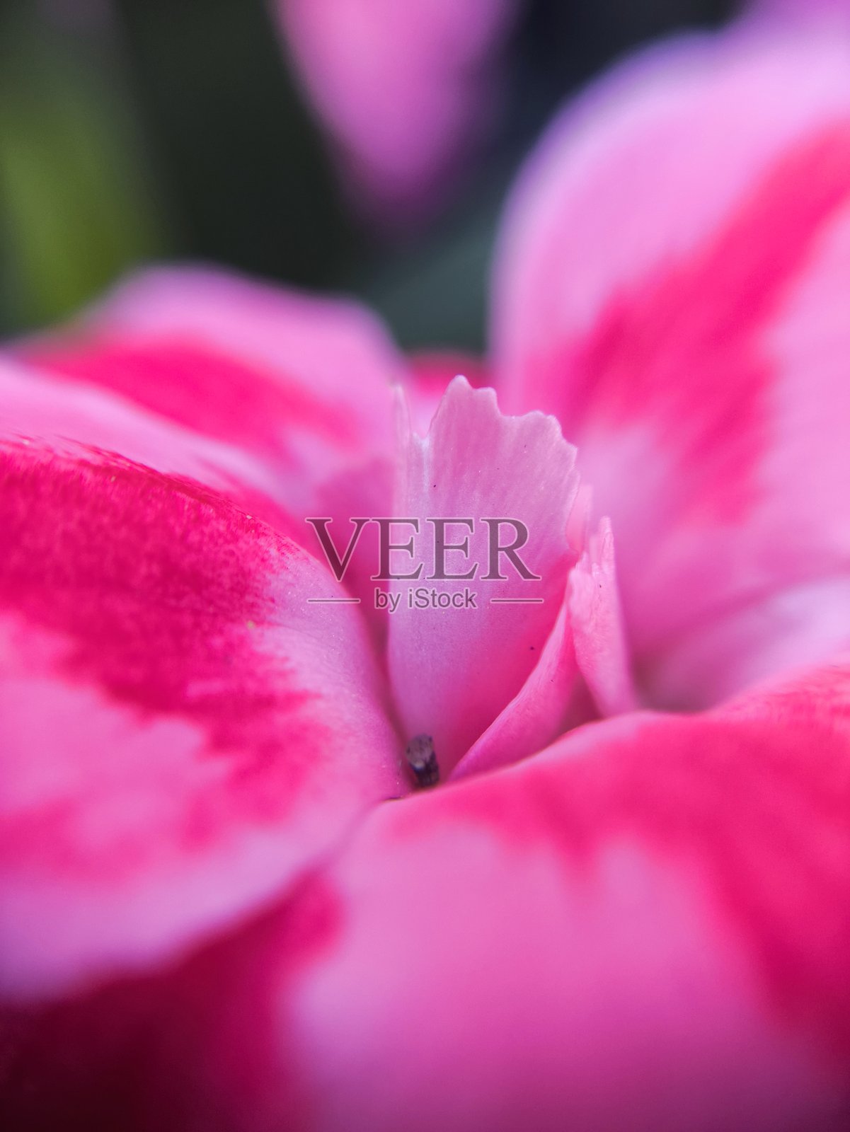 鲜艳粉色花朵的特写镜头照片摄影图片