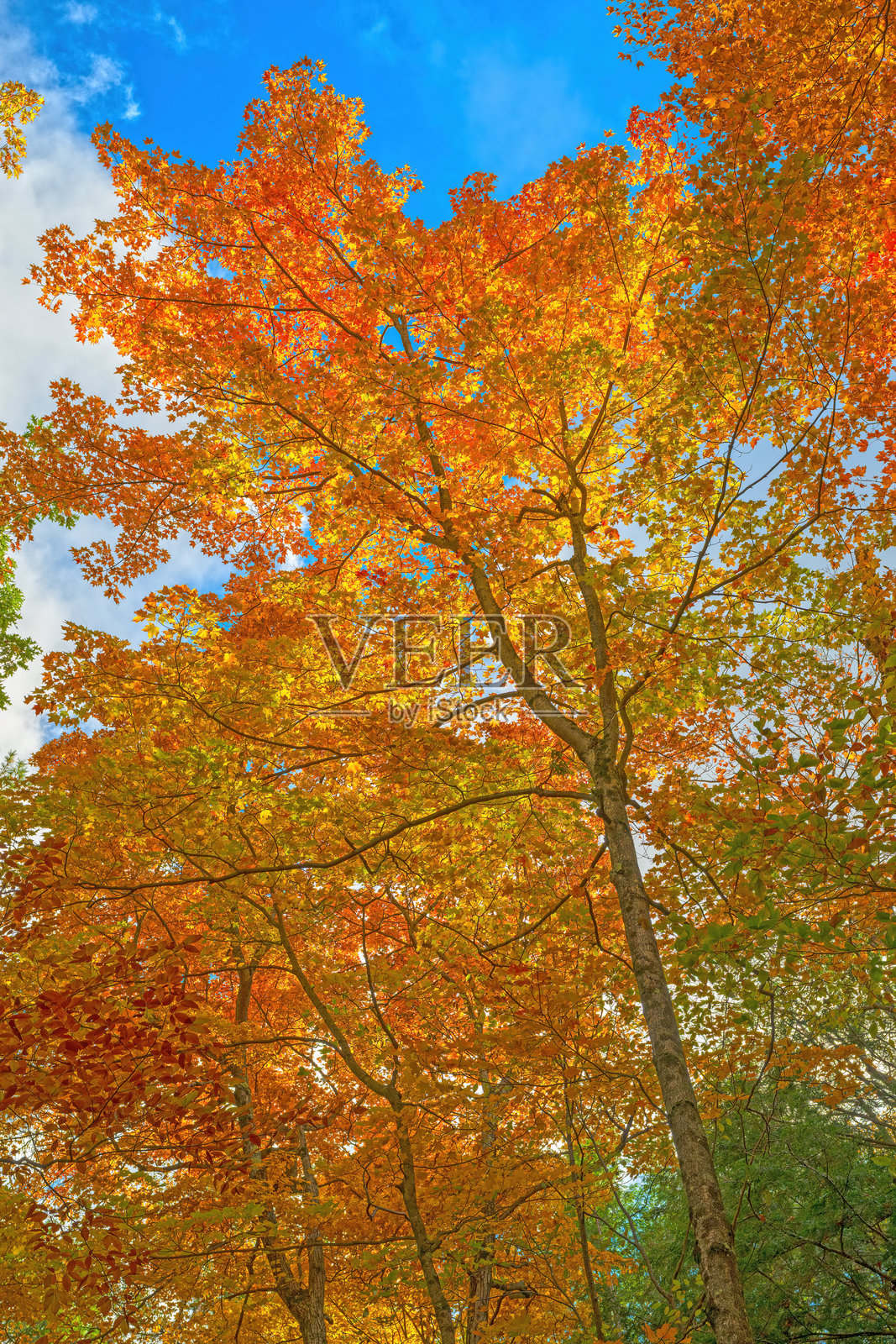 背光树上的秋季色彩照片摄影图片