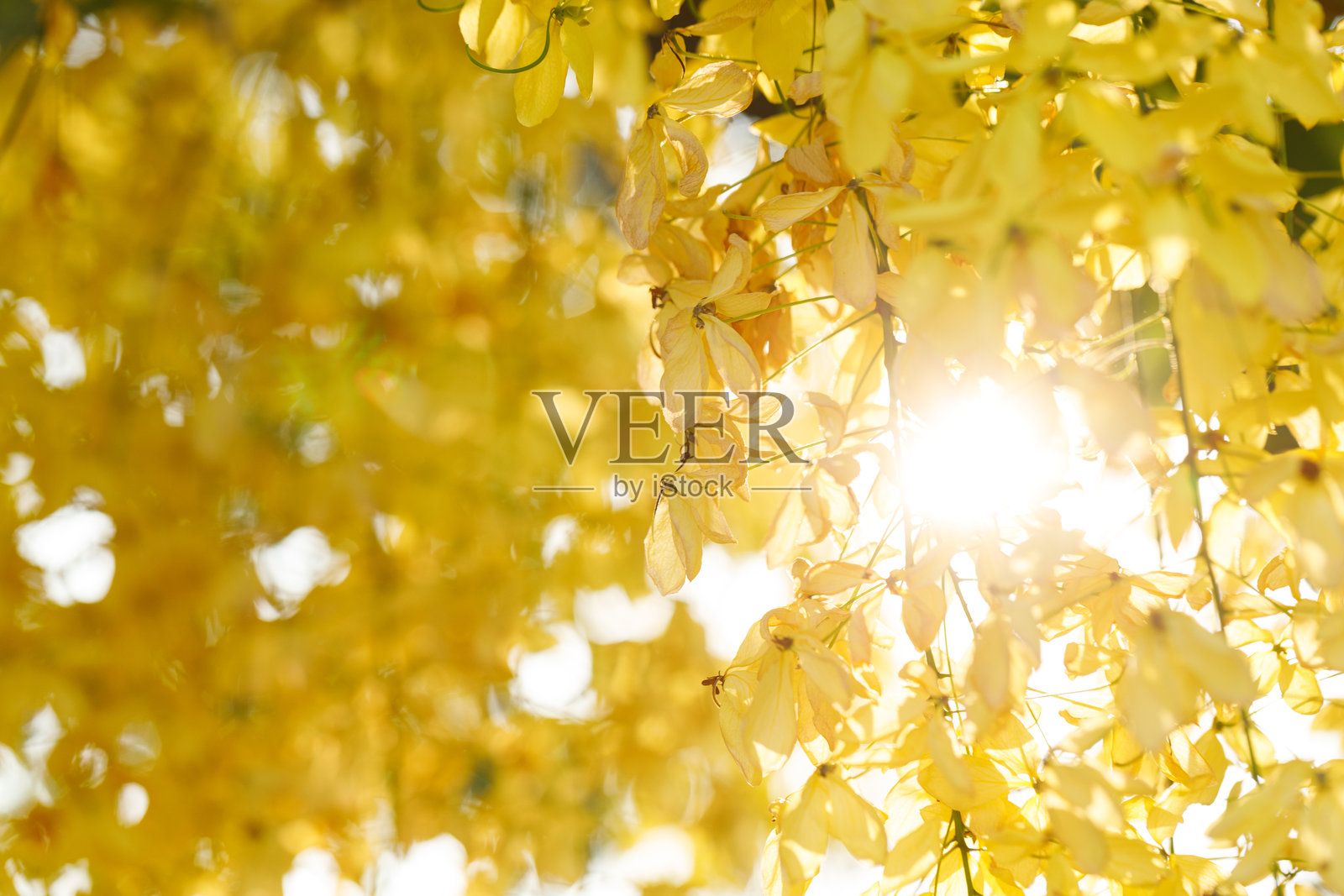 金雨树在自然公园中欢快地盛开。黄花风铃木。照片摄影图片