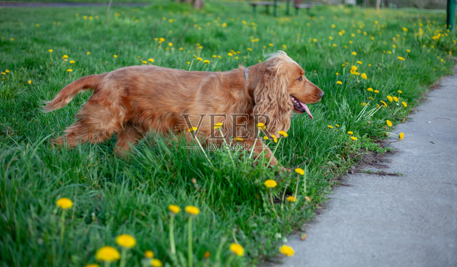 一只快乐的可卡犬在生机勃勃的春季景色中探索，丝滑的耳朵随着每一步而摇摆。它被盛开的花朵和郁郁葱葱的绿意包围，开心地嗅着清新的空气，充满活力和好奇，尽情享受大自然的美丽。照片摄影图片