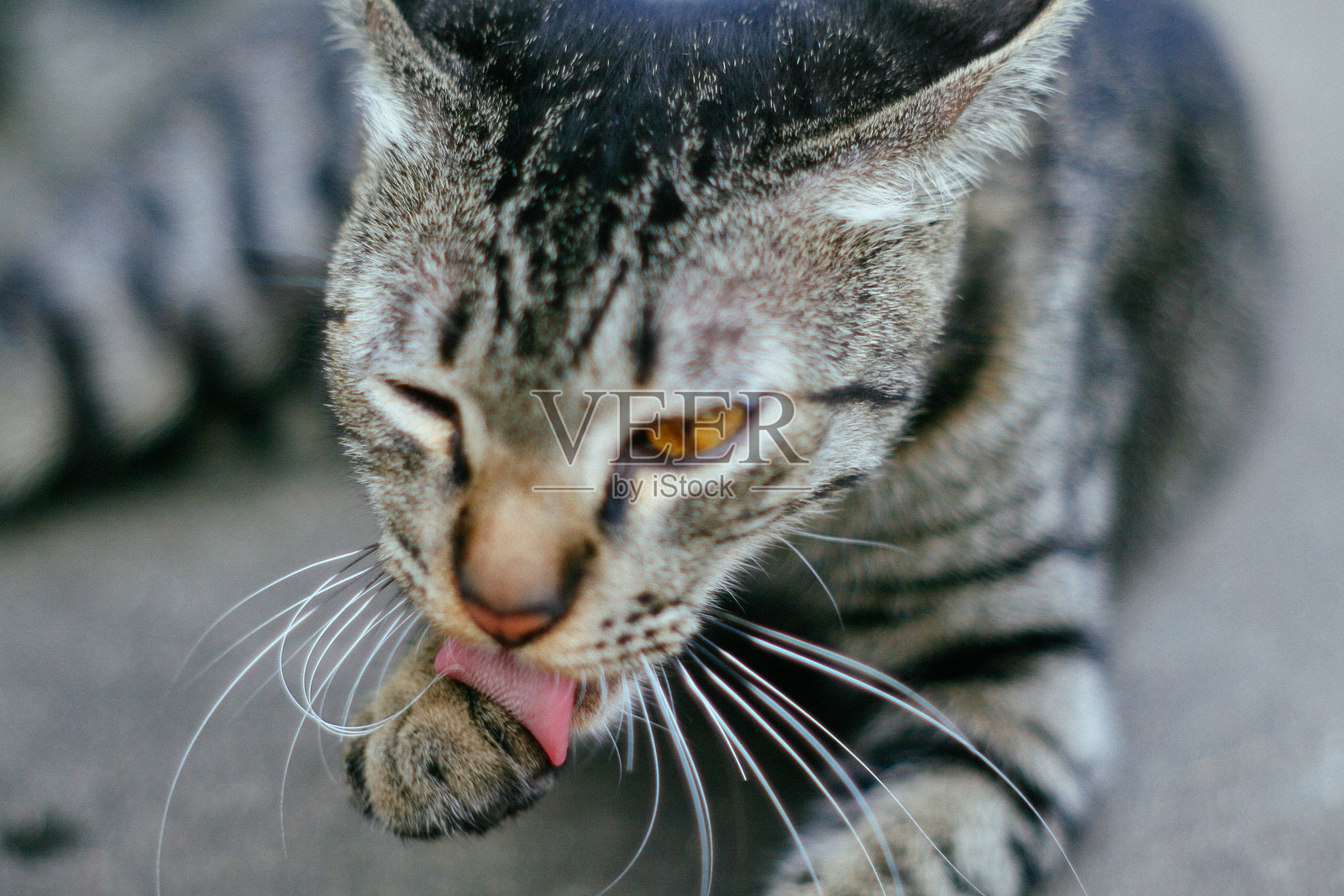 城市中的猫照片摄影图片