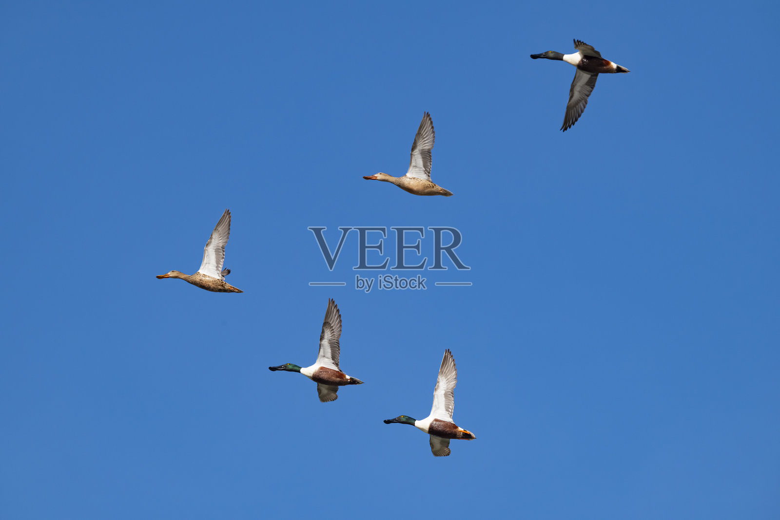 北方铲嘴鸭 (Spatula clypeata)照片摄影图片