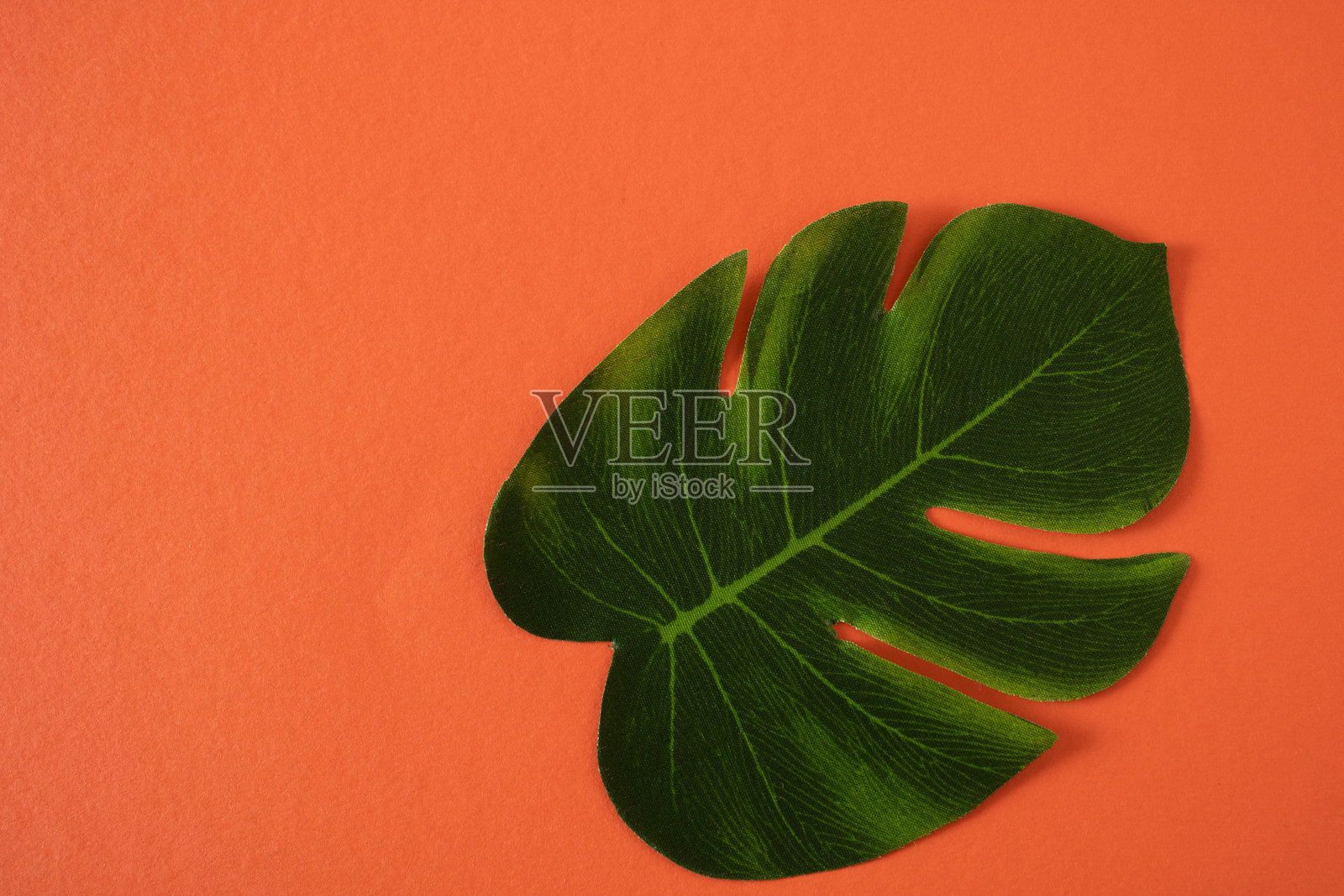 一面橙色的墙壁上装饰着绿色的花卉叶子照片摄影图片