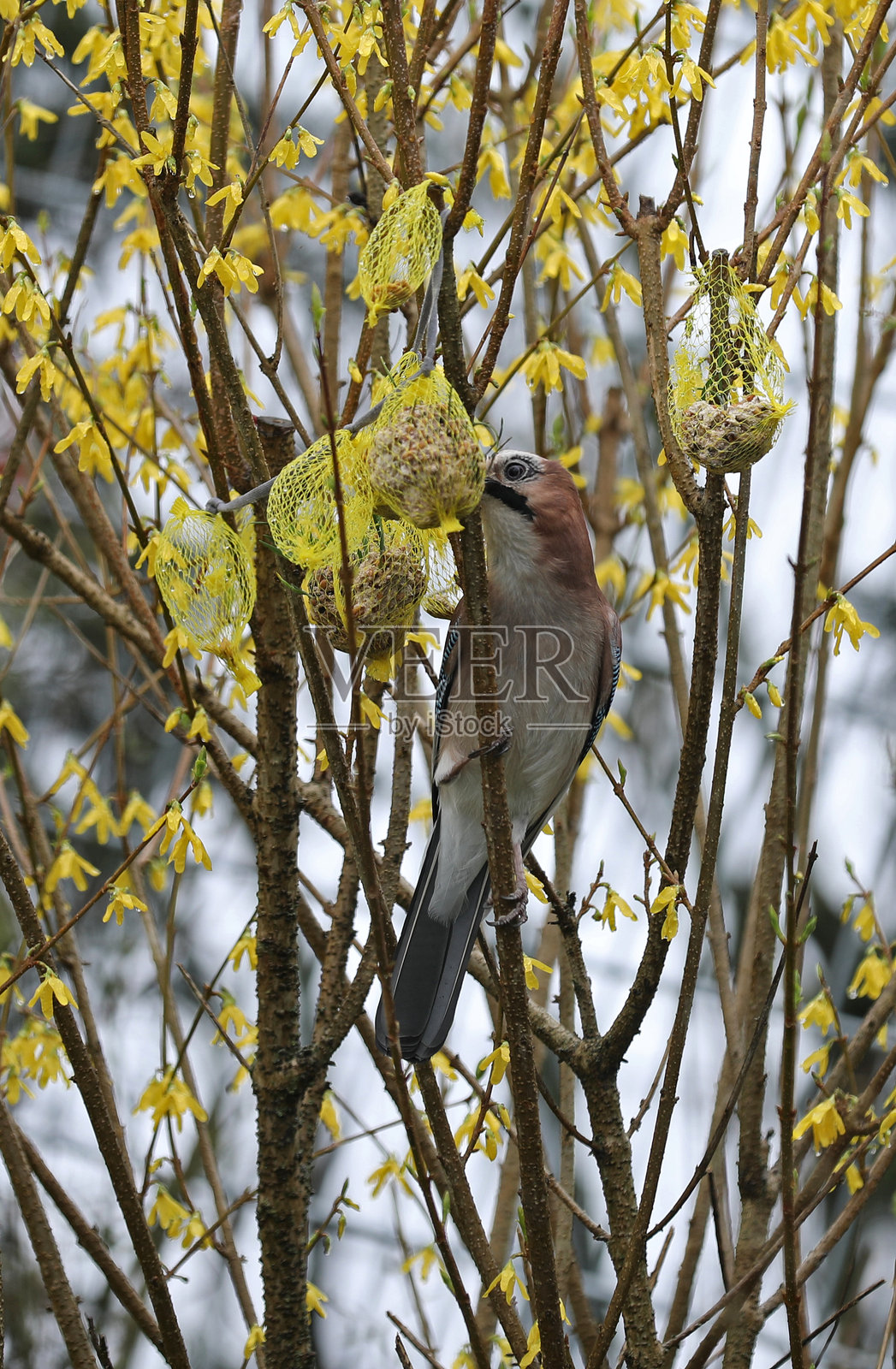 欧亚松鸦（Garrulus glandarius）在灌木丛中觅食照片摄影图片