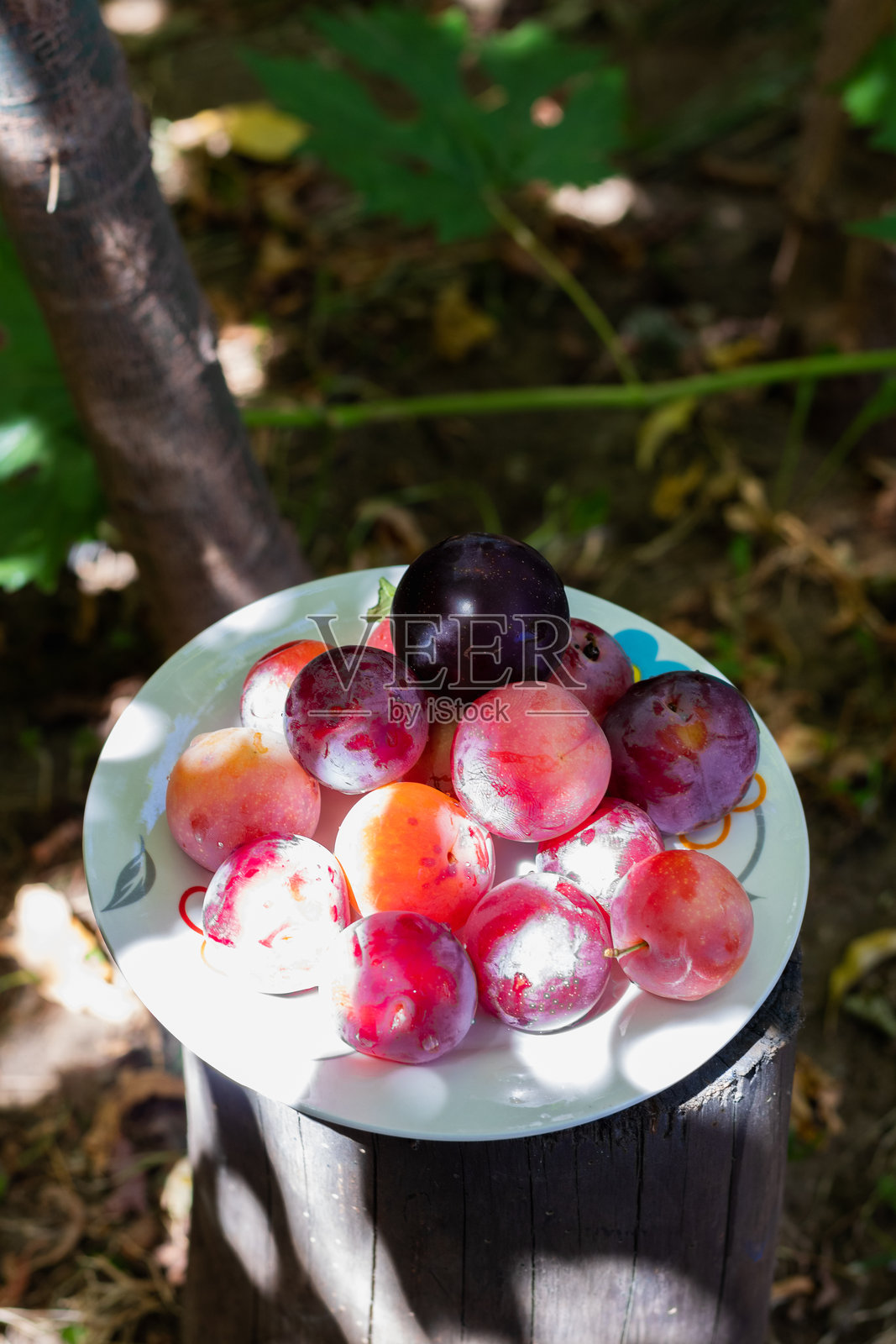 树下的一盘李子照片摄影图片