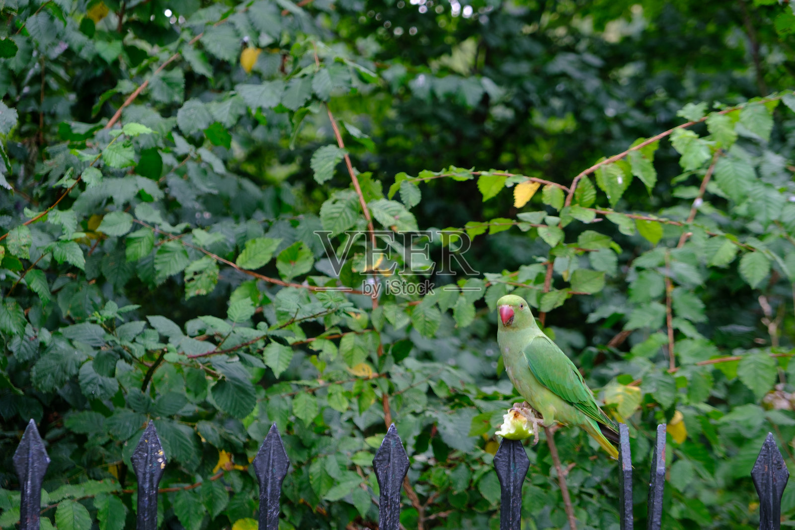绿色鹦鹉站在海德公园的栅栏上吃苹果照片摄影图片