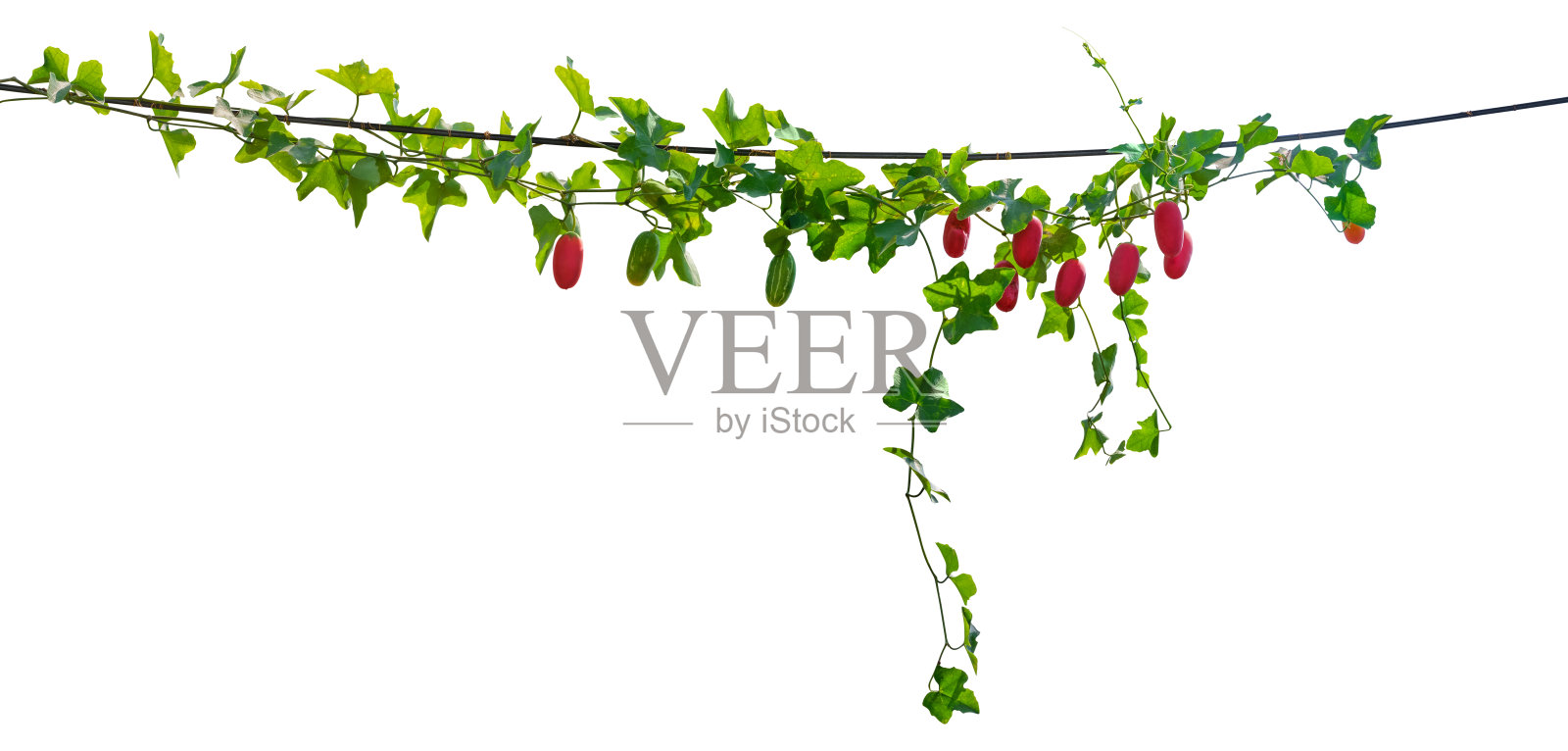 大果藤，白色背景下的藤本植物。剪切路径。照片摄影图片