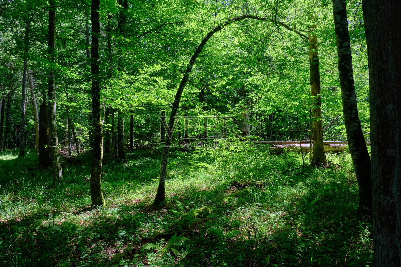 早晨的阴凉混合树木林照片摄影图片