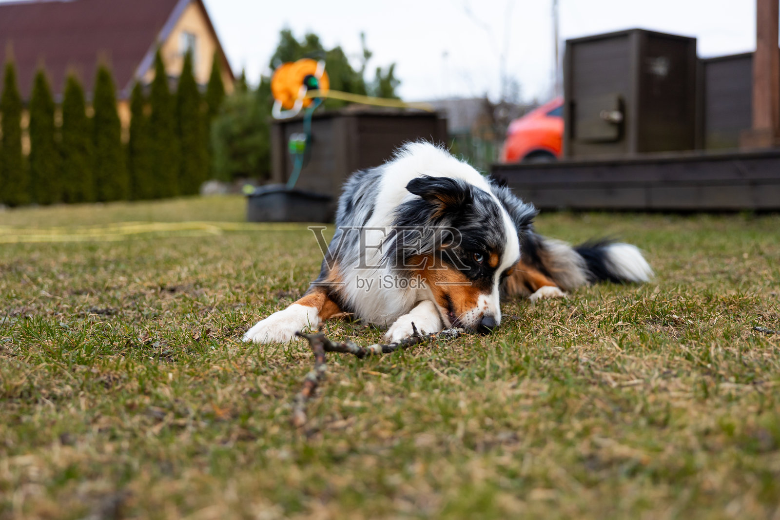 澳大利亚牧羊犬在木质甲板旁的草坪上啃咬树枝照片摄影图片