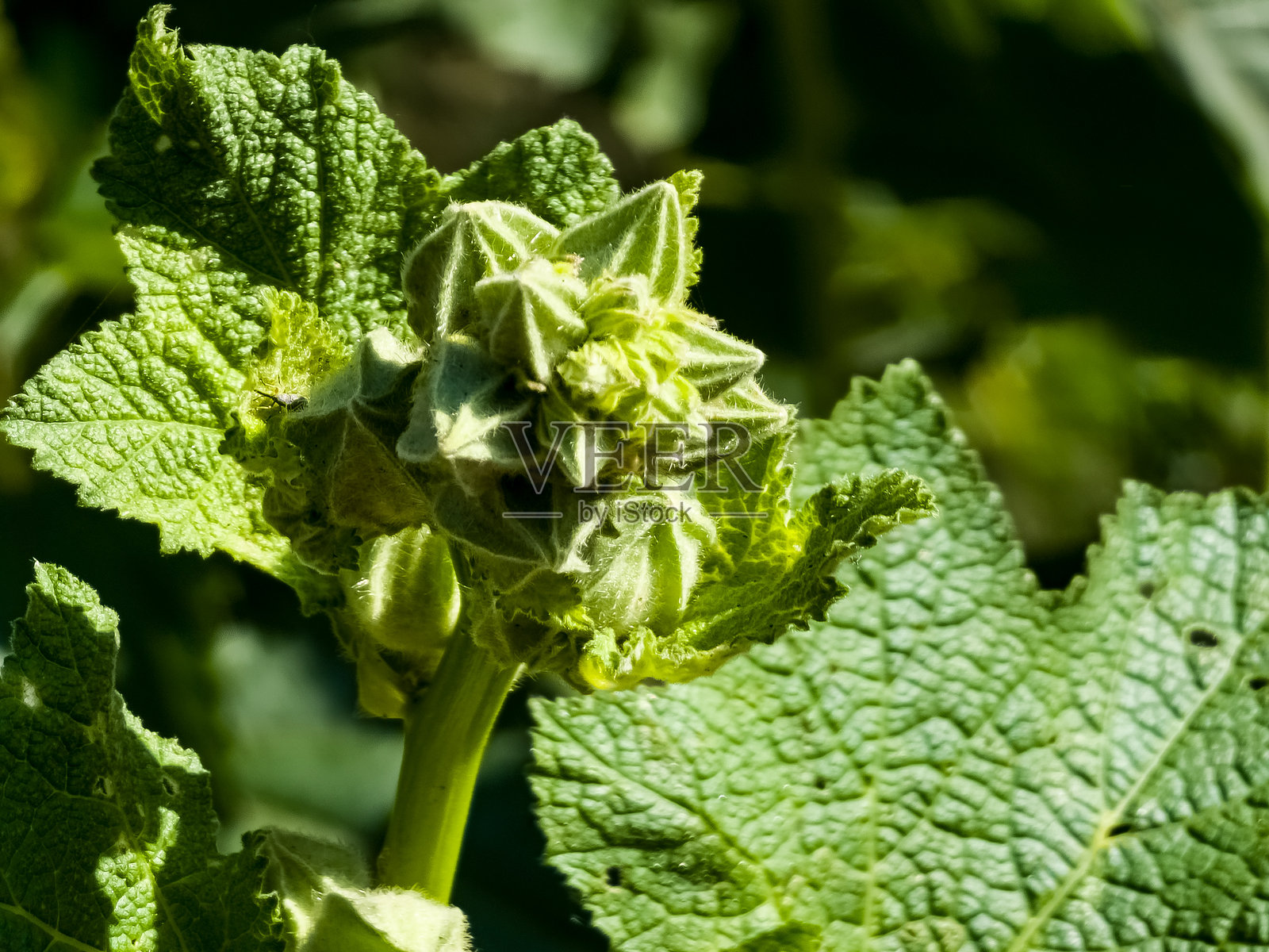 早春时节的锦葵花蕾特写。照片摄影图片