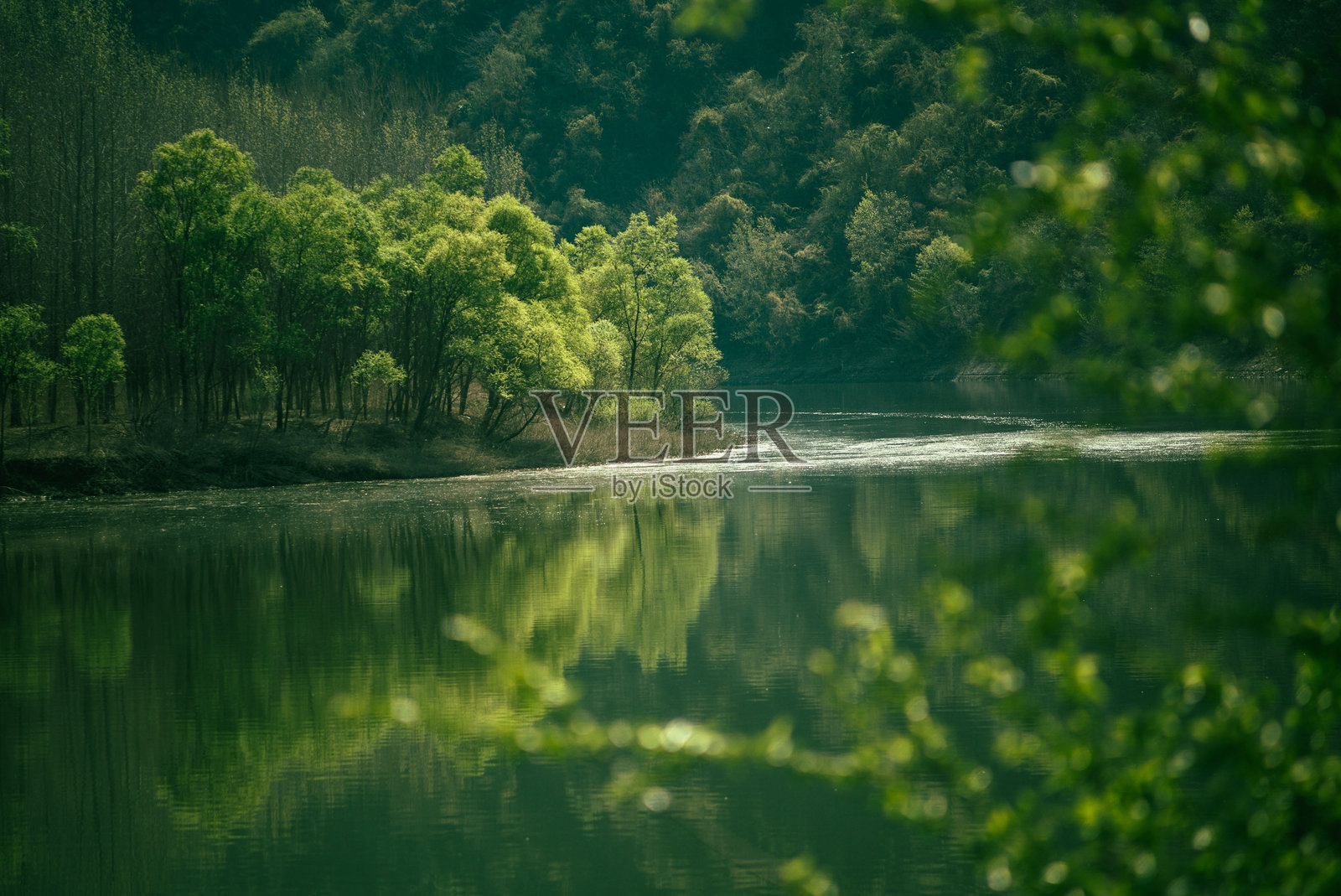 汇龙春照片摄影图片